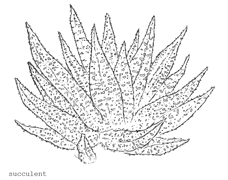 succulent clip.PNG