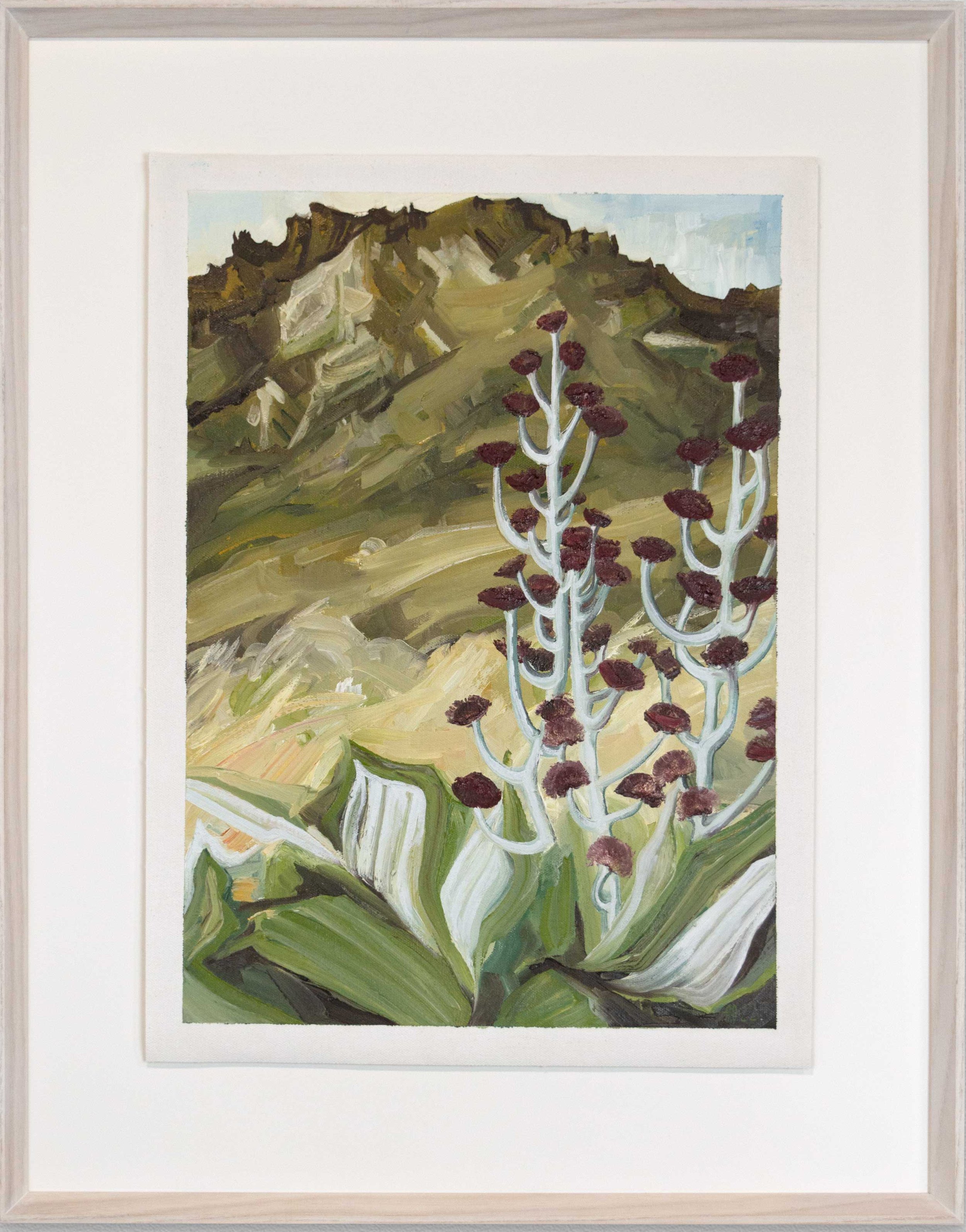 Button Daisies and the mountain tops 2022 Solander Gallery