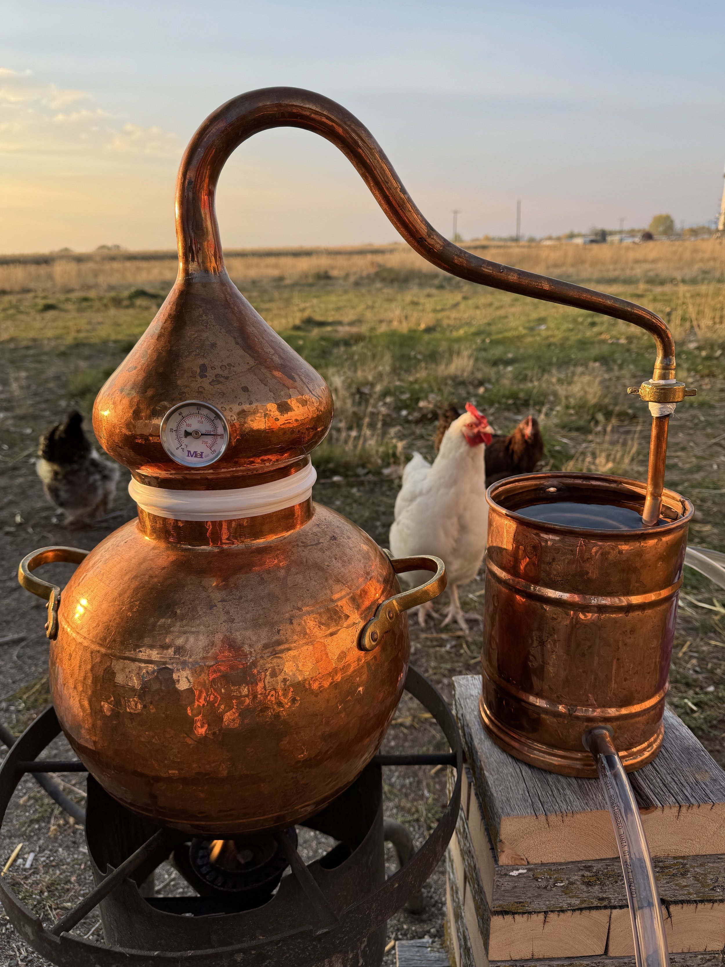 cleo_the_copper_still_and_chickens.jpg