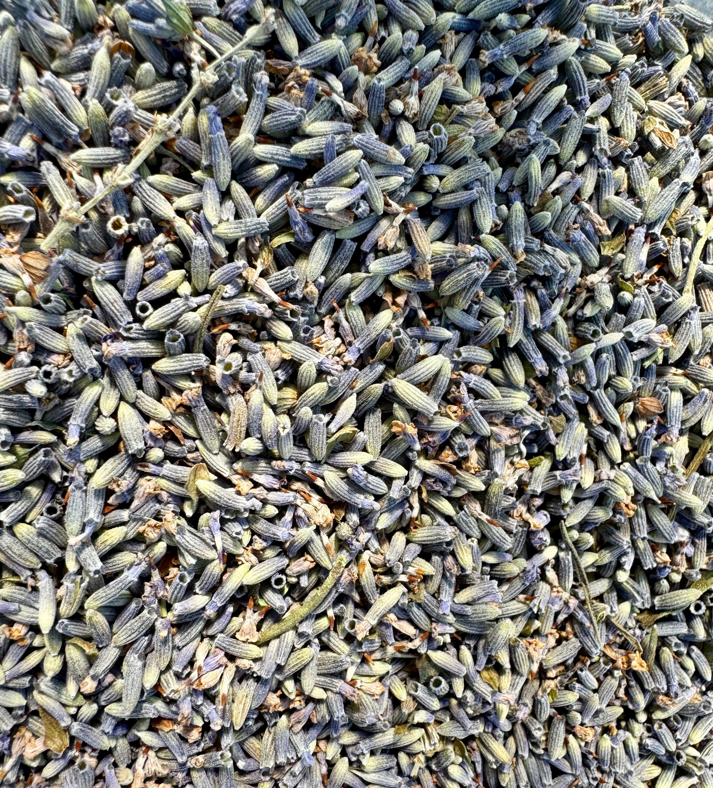 lavender_buds.jpg
