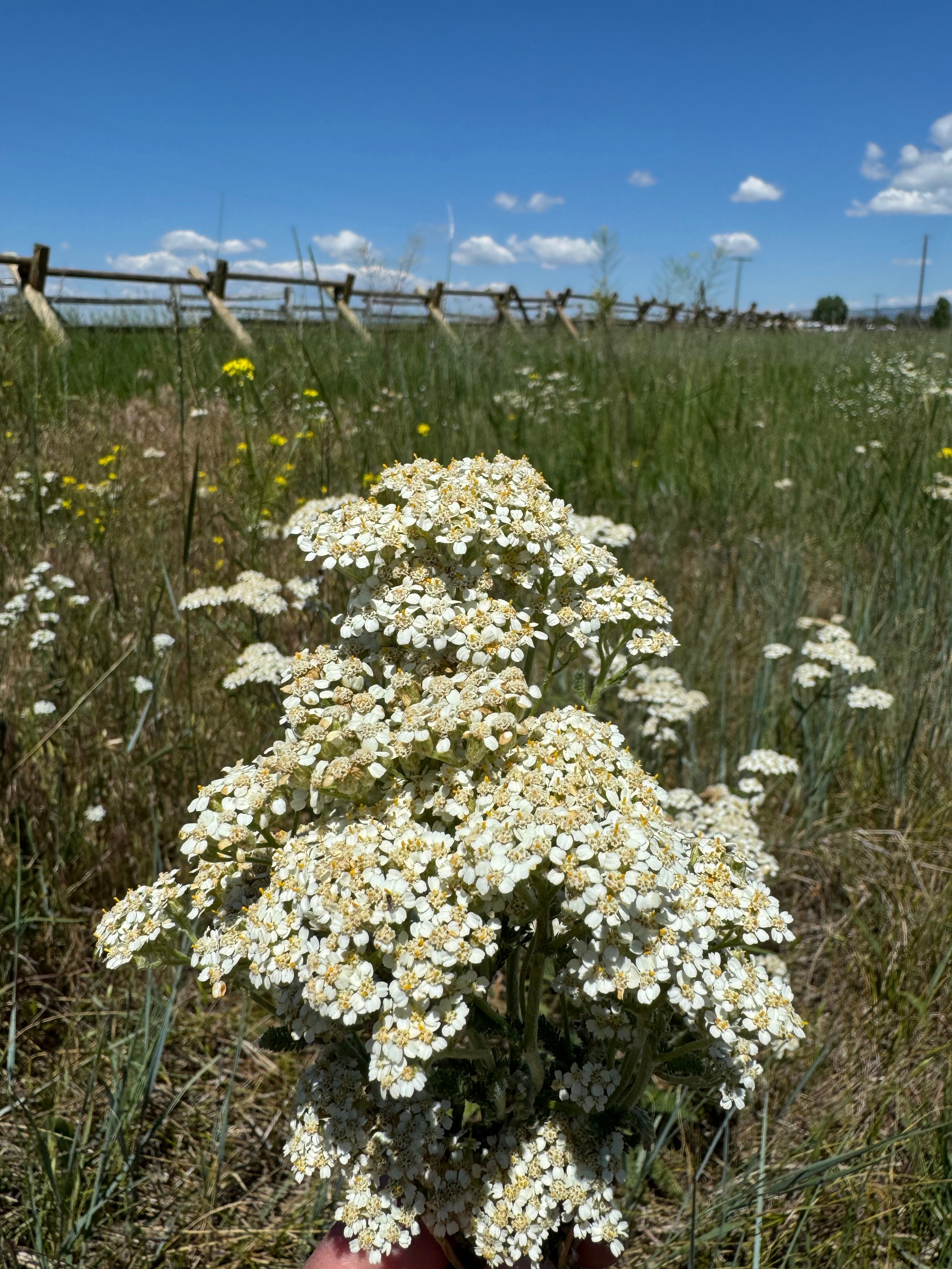yarrow.jpg