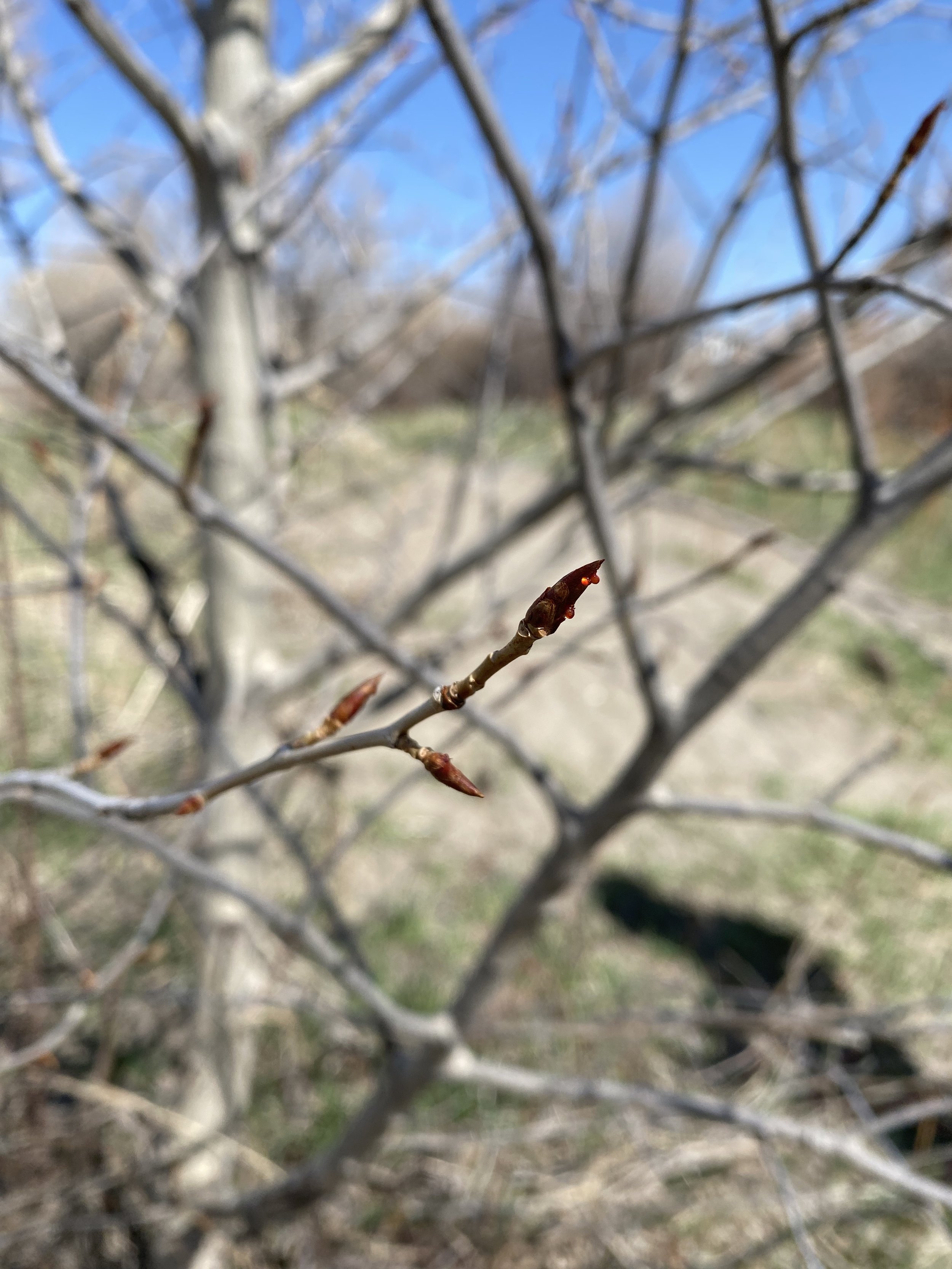cottonwood__bud.jpg