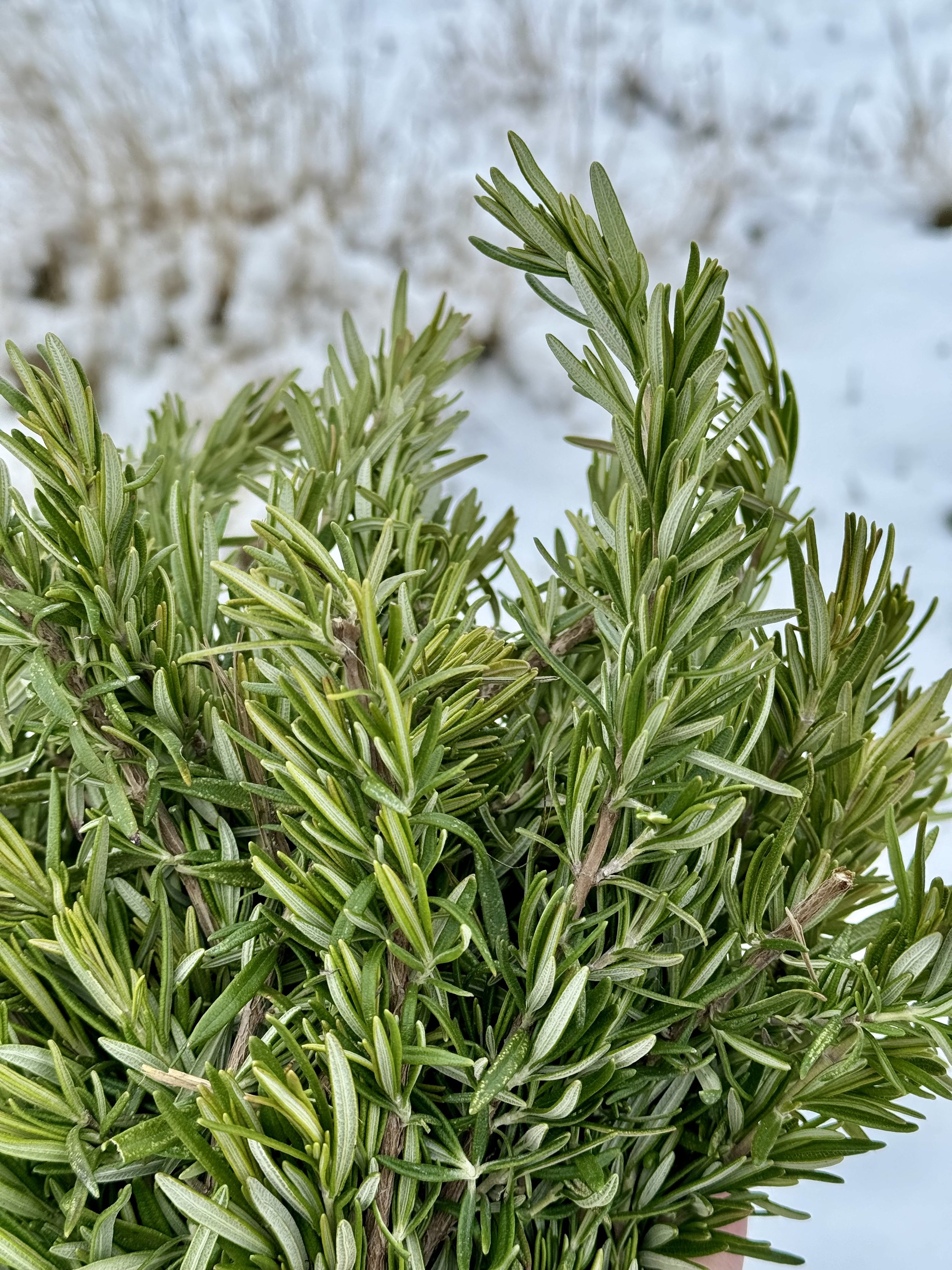 rosemary.jpg