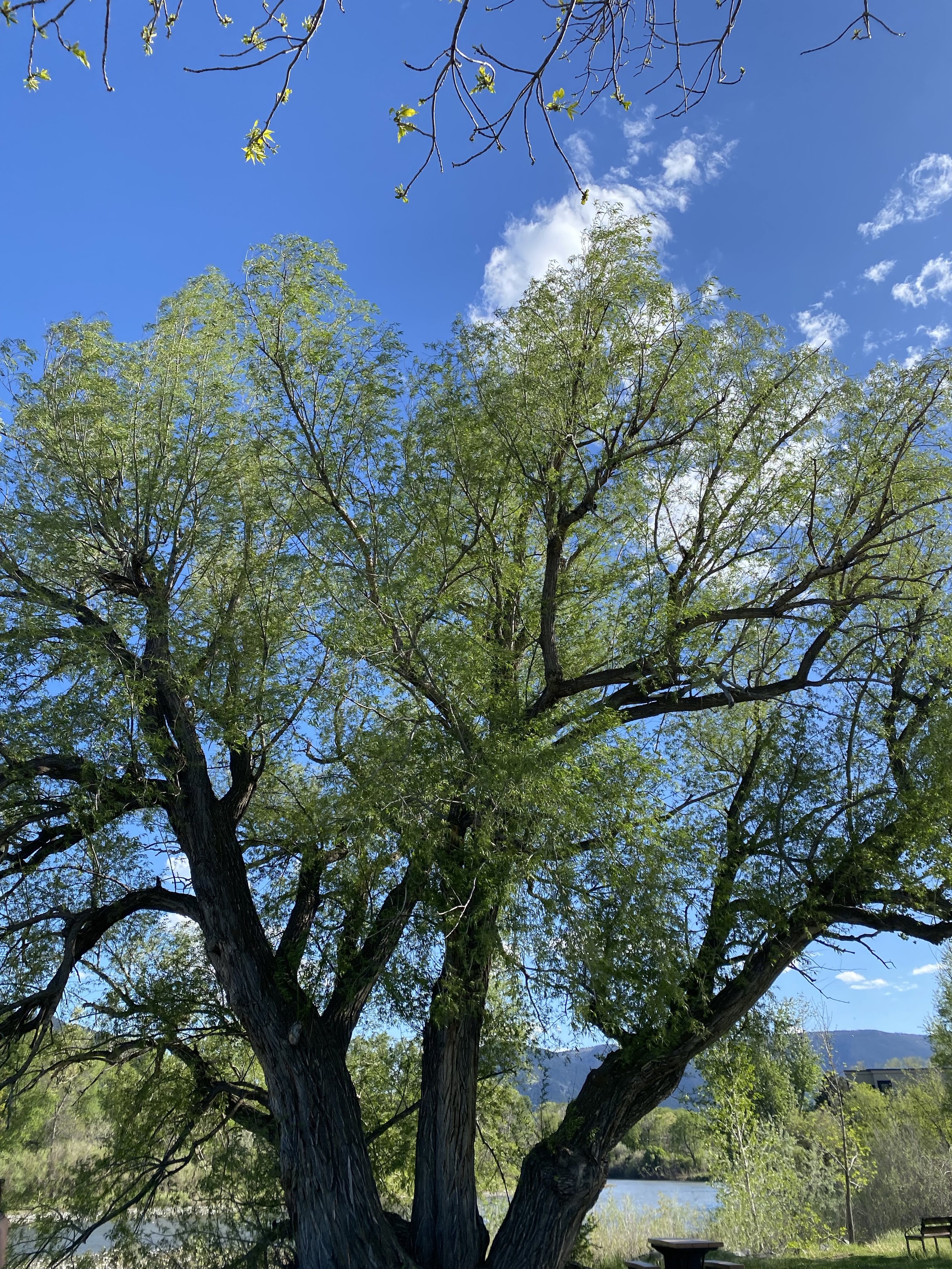 cottonwood_tree.jpg