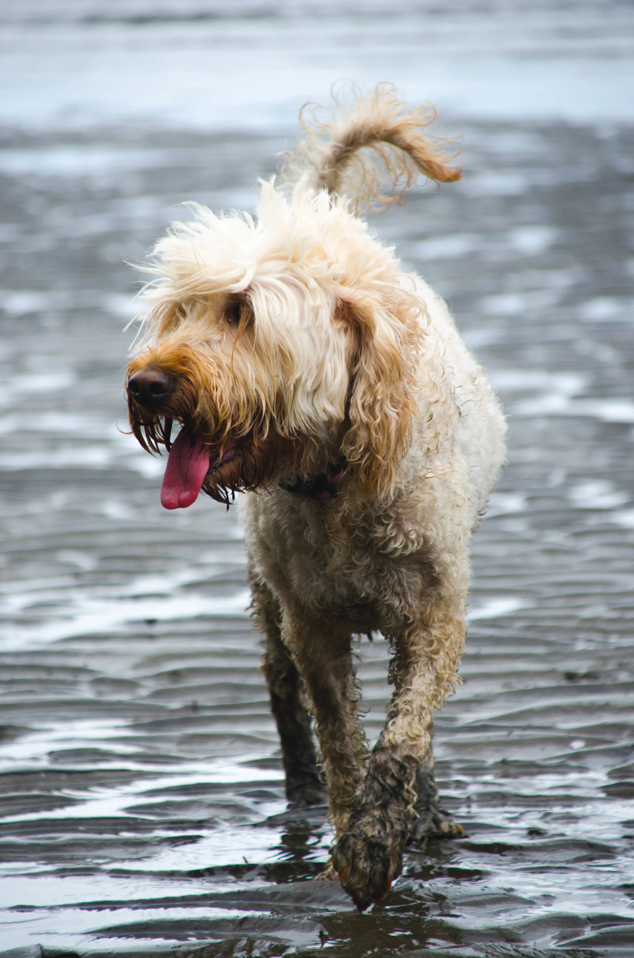 2_Tikka Getting Grubby At The Beach.jpg