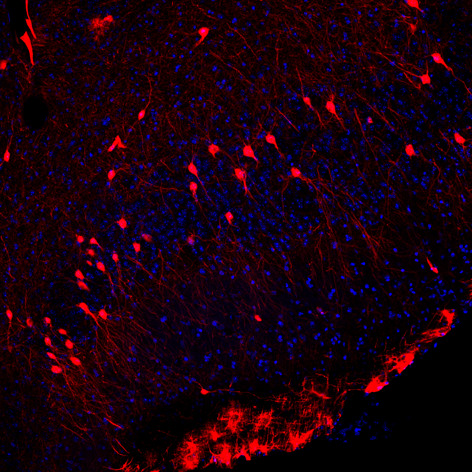 Transiently activated neurons identified using Fos CreER::Cre-dep tdTomato mice