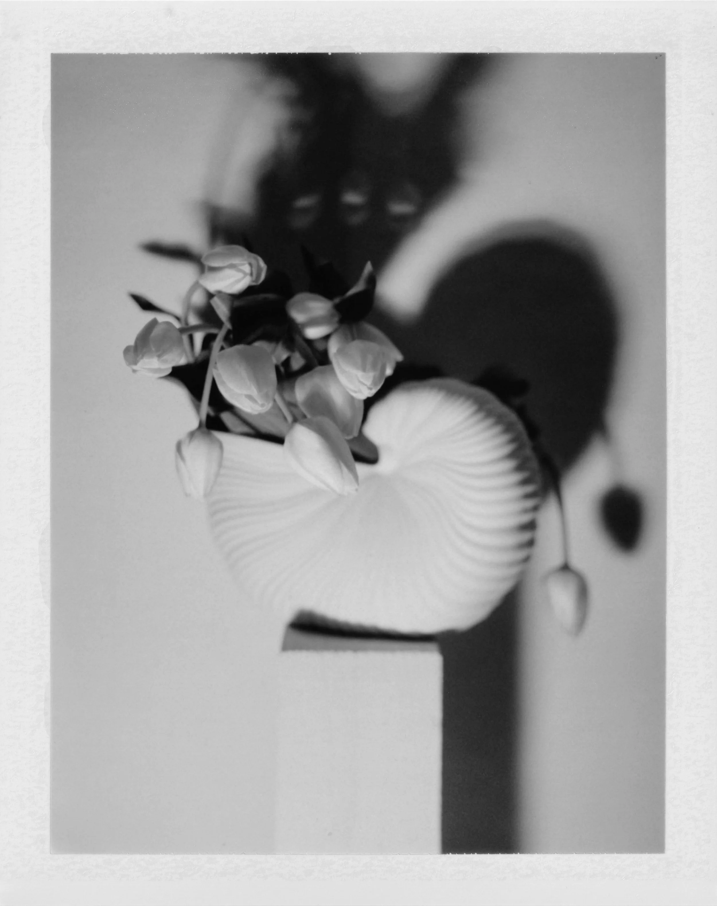 Tulip