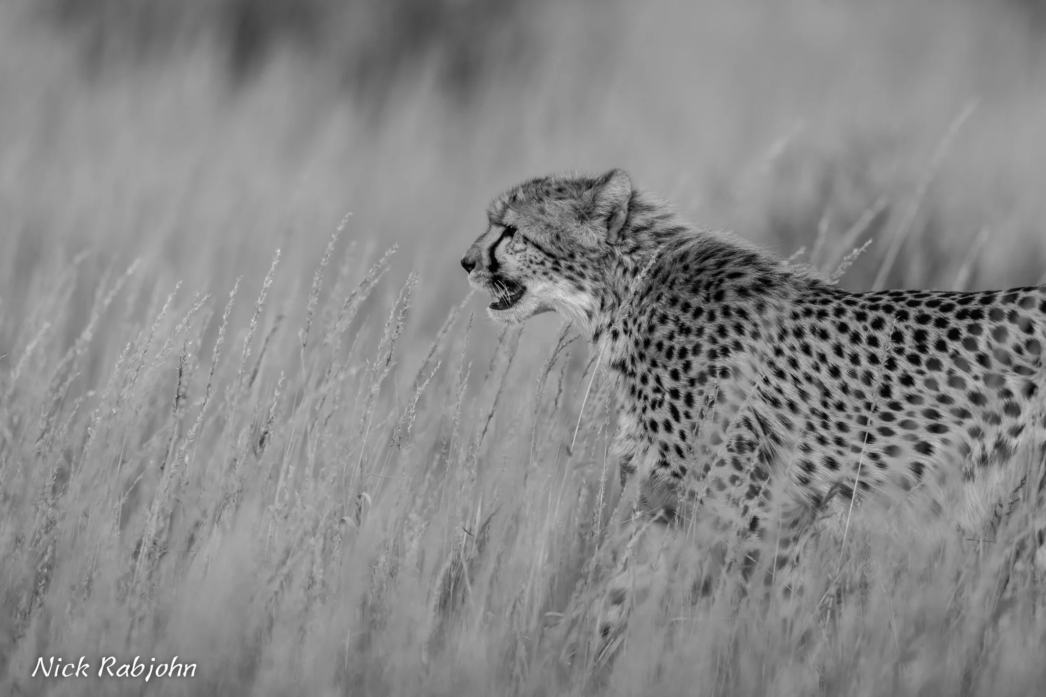 CHEETAH - GRASS.jpg