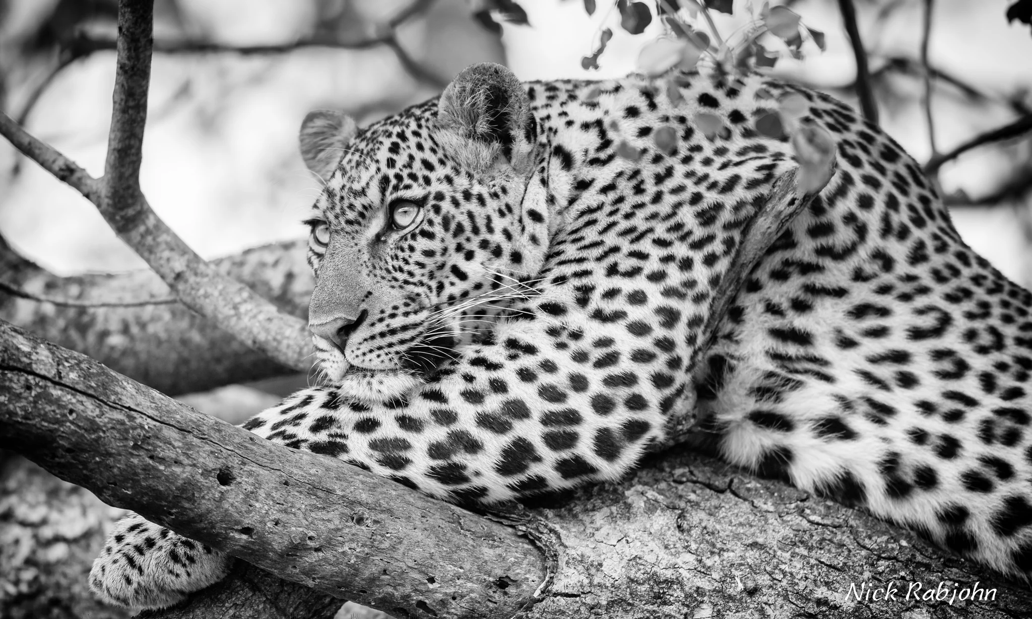LEOPARD - VIV.jpg