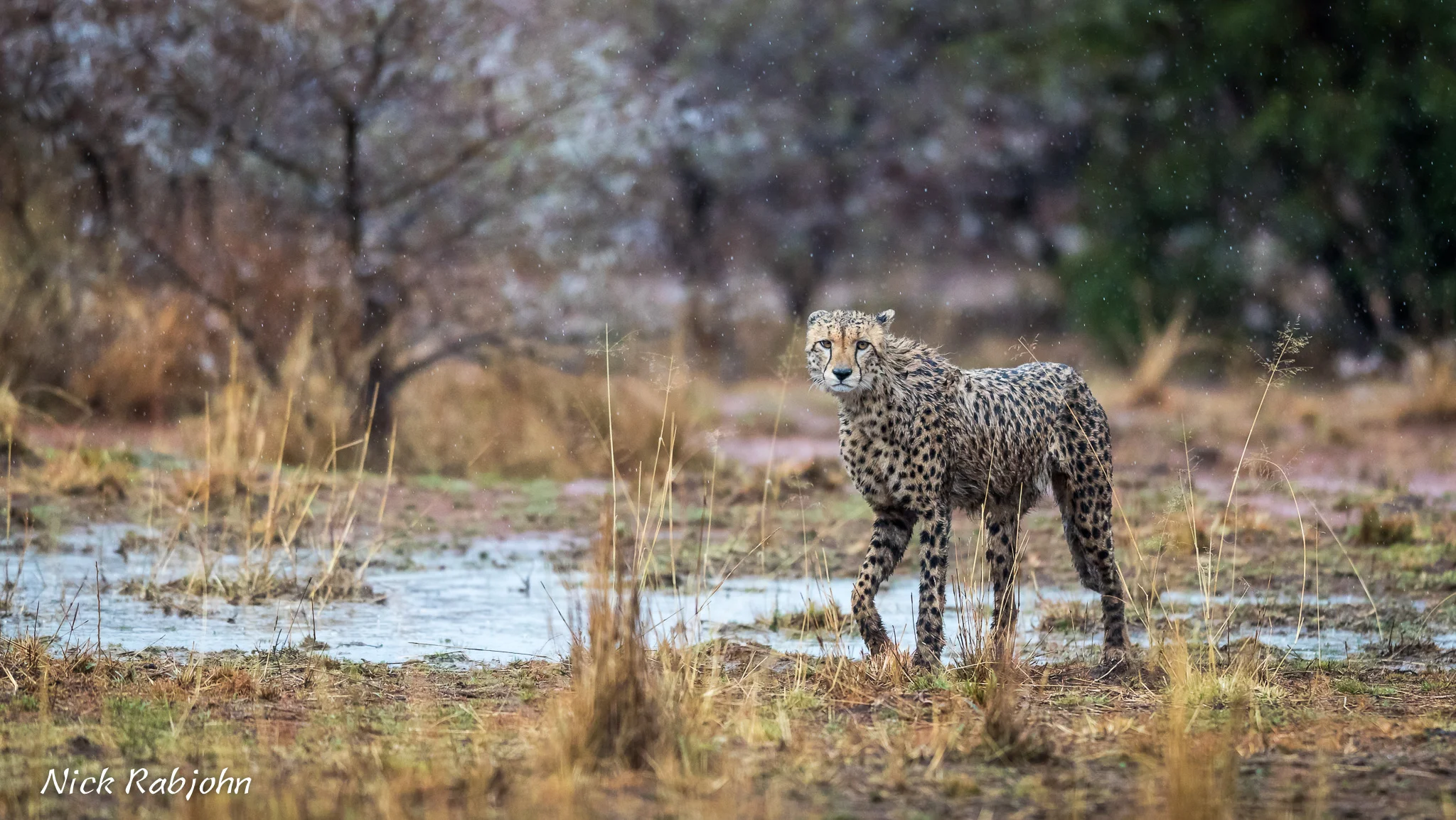CHEETAH - RAINDROPS.jpg
