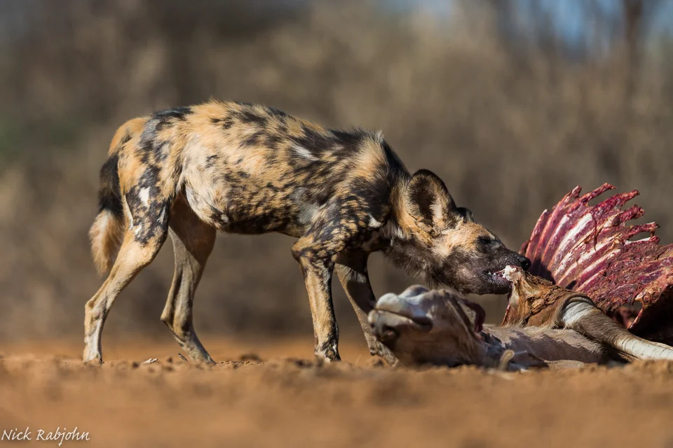 WILD DOG EATING.jpg