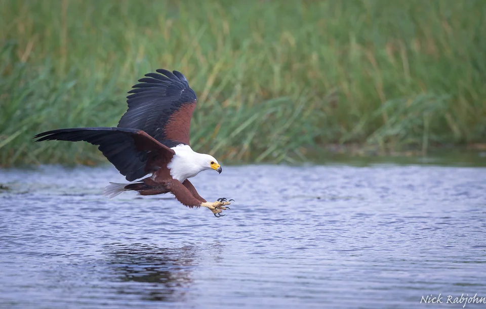 FISH EAGLE - CATCH.jpg