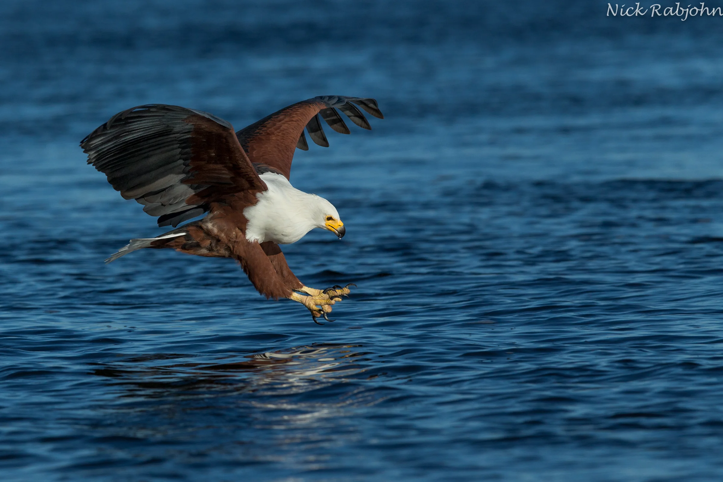FISH EAGLE - FISHING.jpg