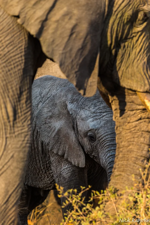 ELEPHANT - BABY FRAME.jpg