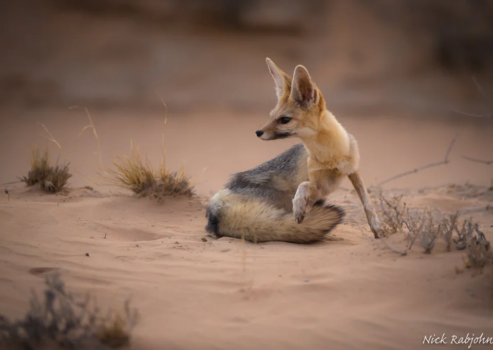 CAPE FOX - TAIL.jpg