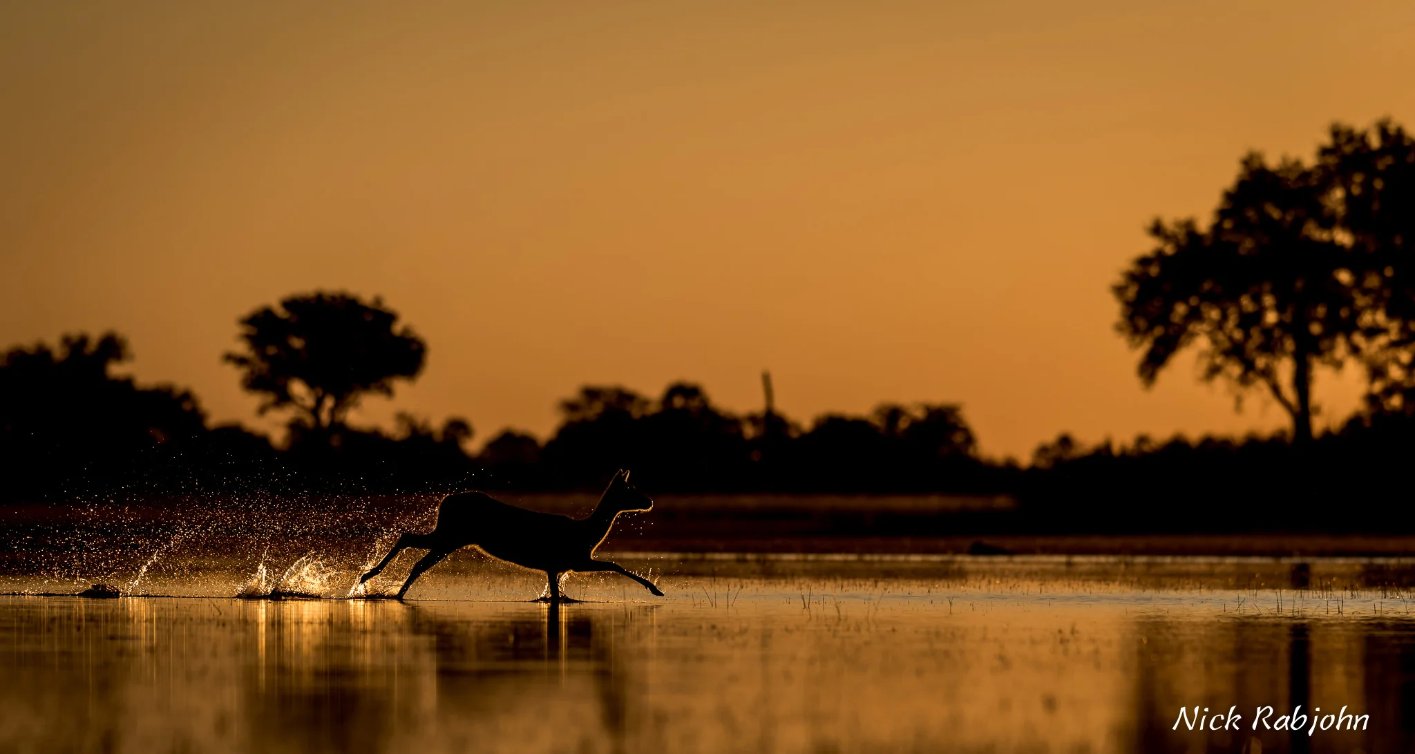 LECHWE - SUNSET2.jpg