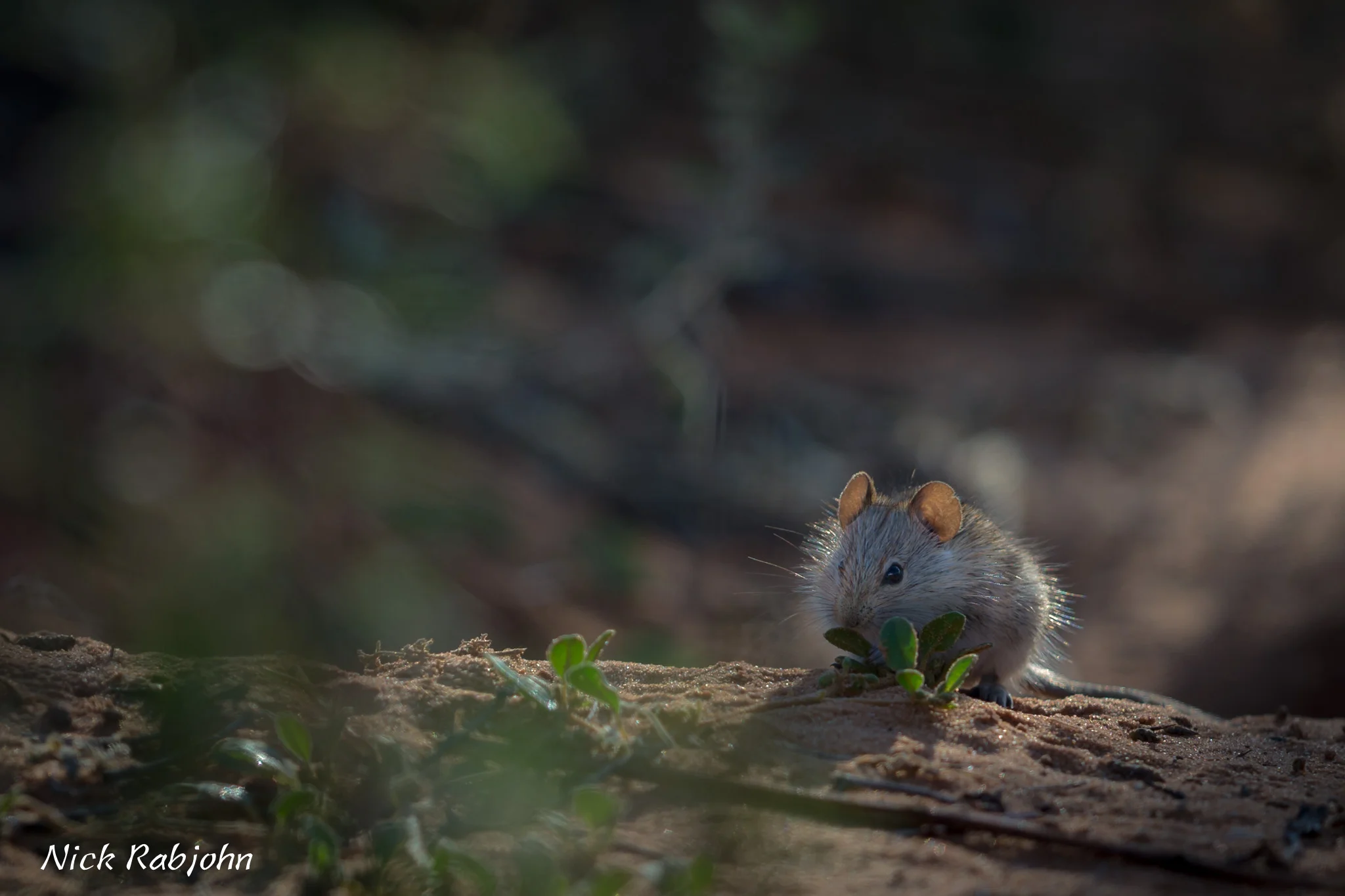 MOUSE.jpg