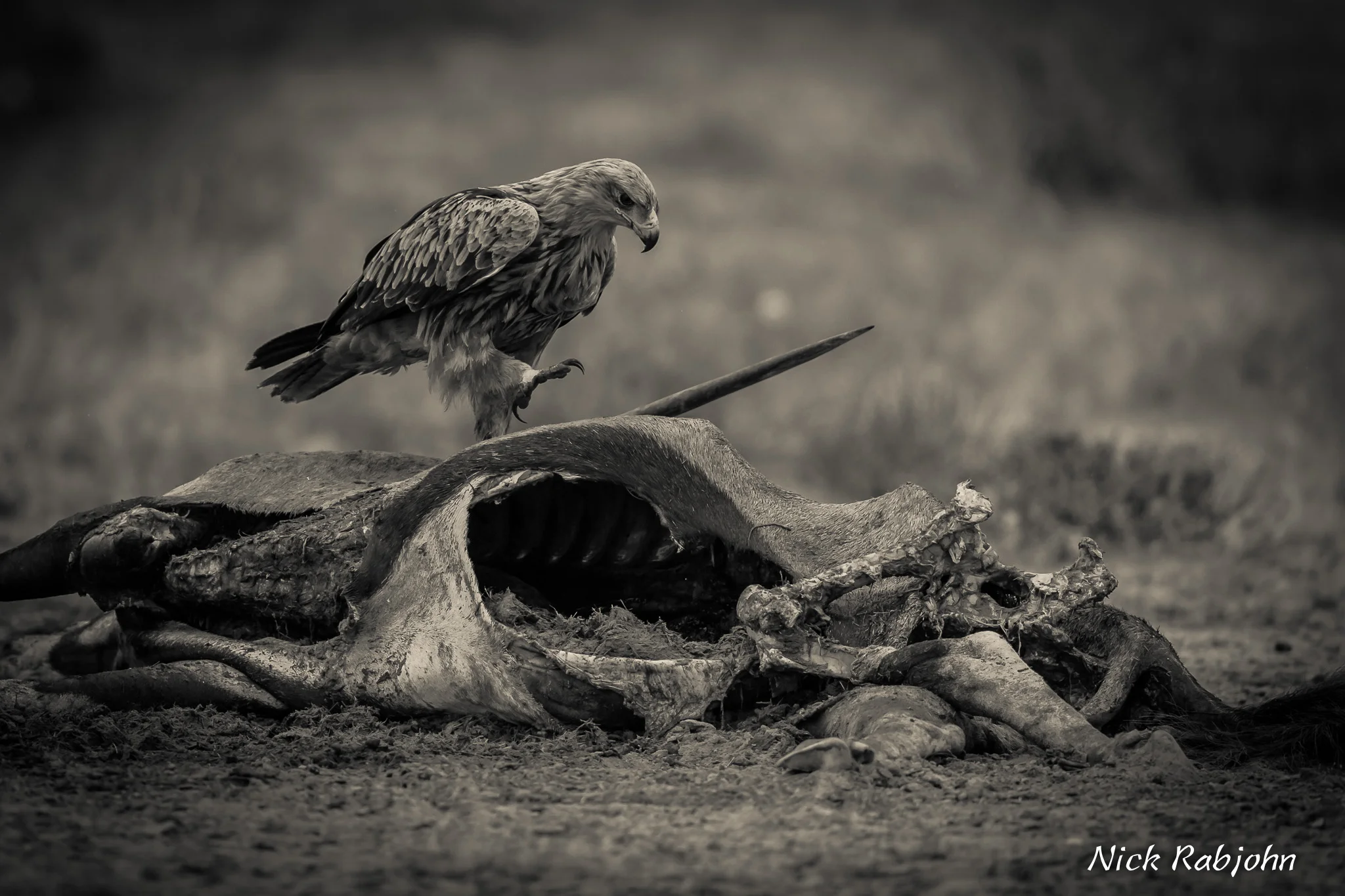 KILL - BIRD WALK.jpg