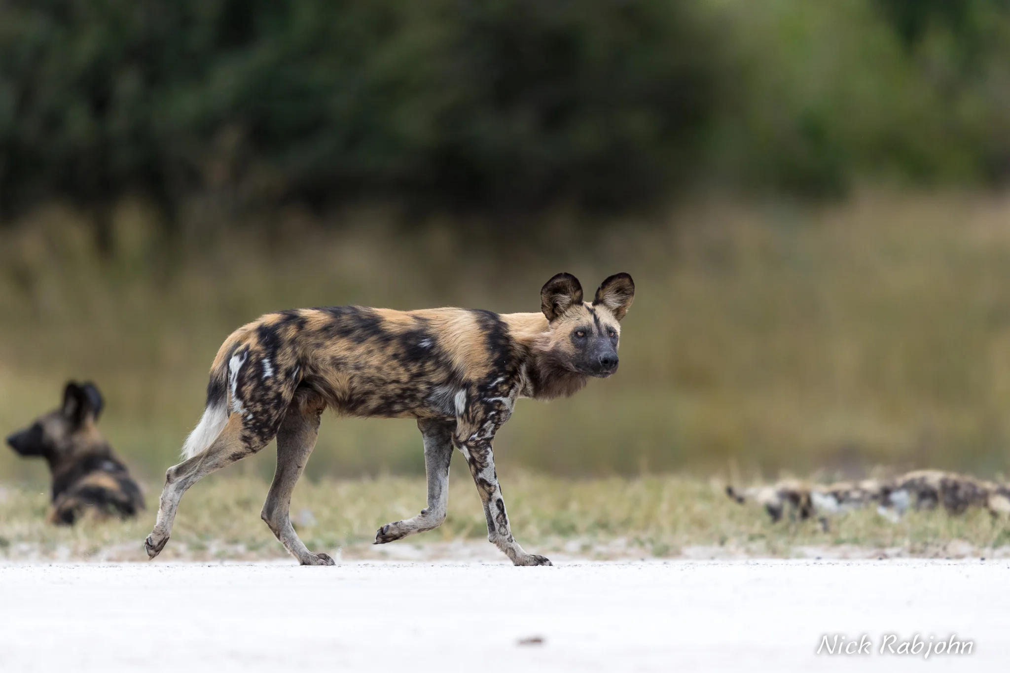 WILDDOG - TROT.jpg