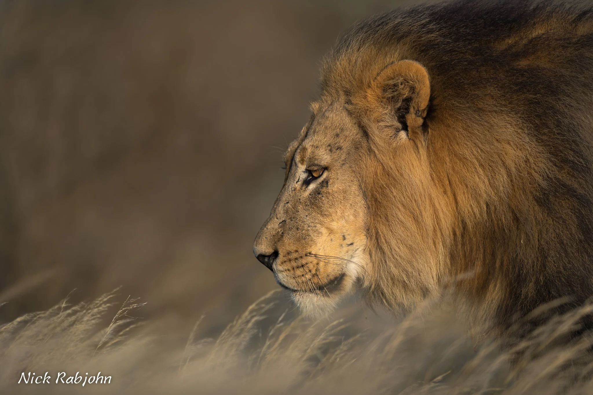 LION - GRASS.jpg
