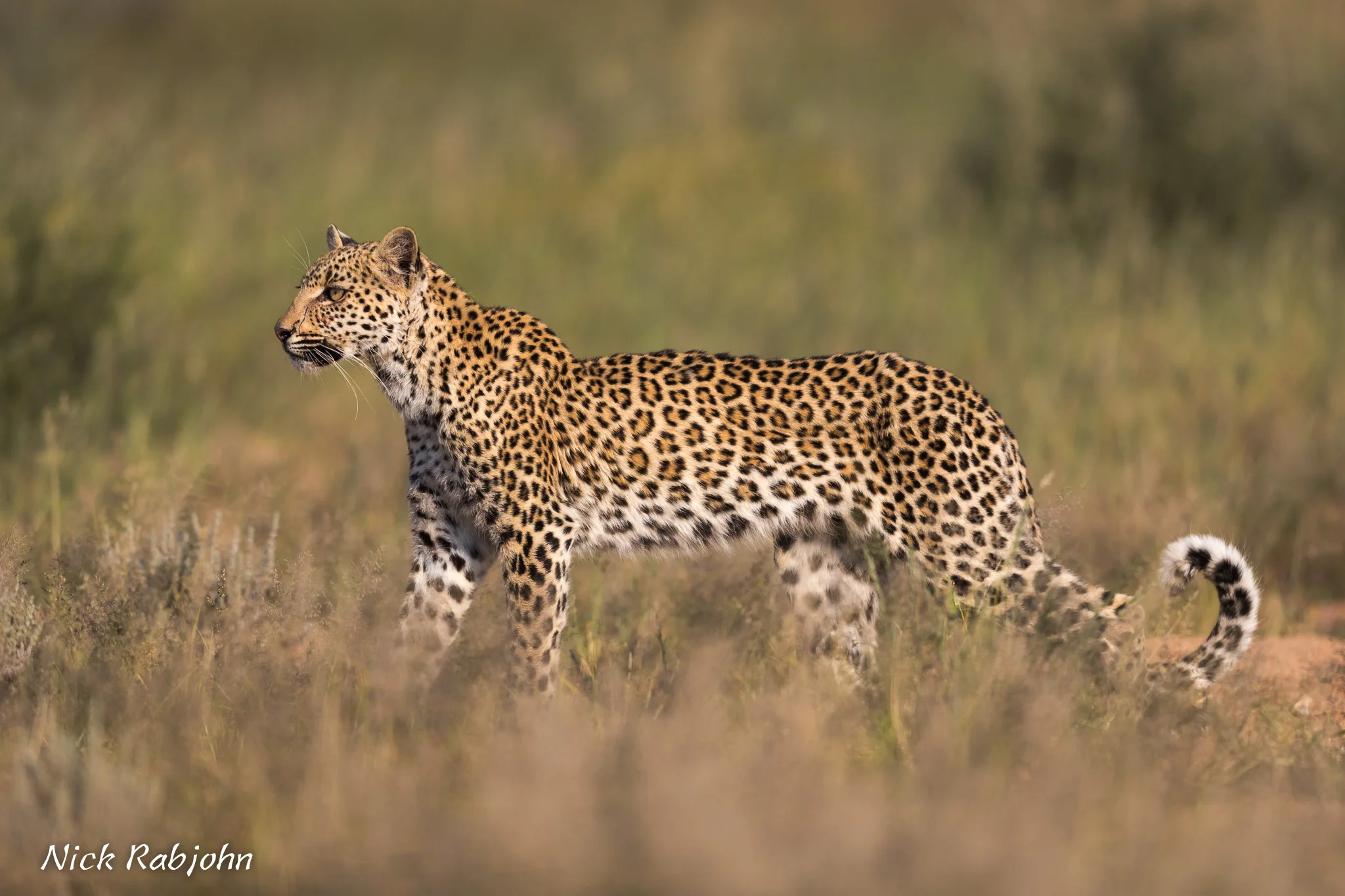 LEOPARD - PULENG.jpg