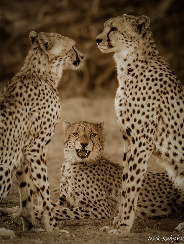 CHEETAH - SEPIA3.jpg