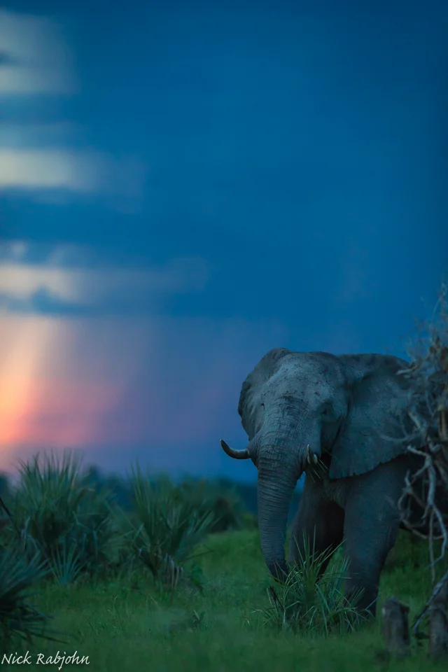 ELEPHANT - SUNSET RAIN.jpg