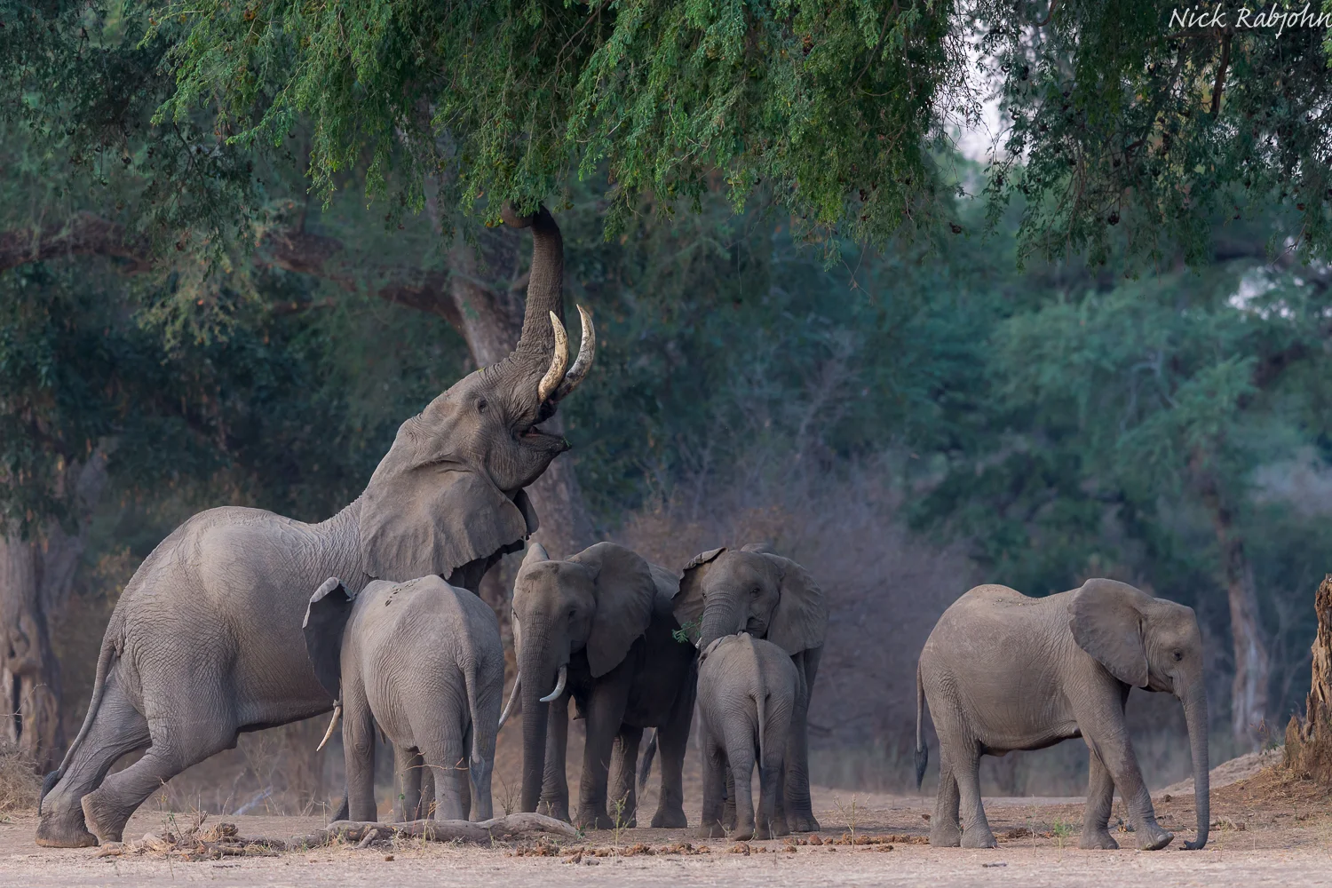 ELEPHANT - MANA GROUP.jpg