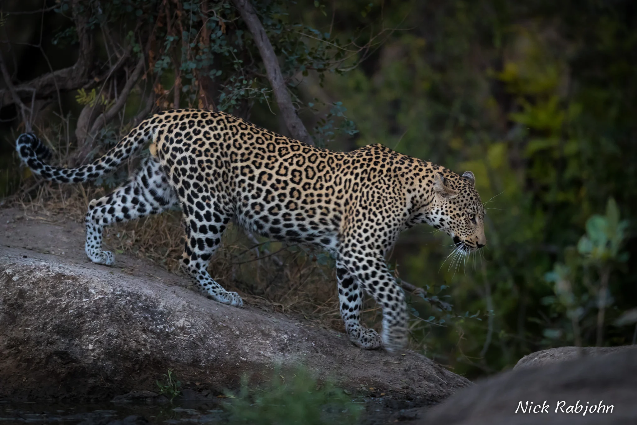 LEOPARD  - ROCK WALK.jpg