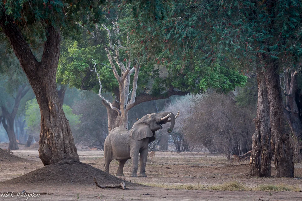 ELEPHANT - LONE MANA.jpg