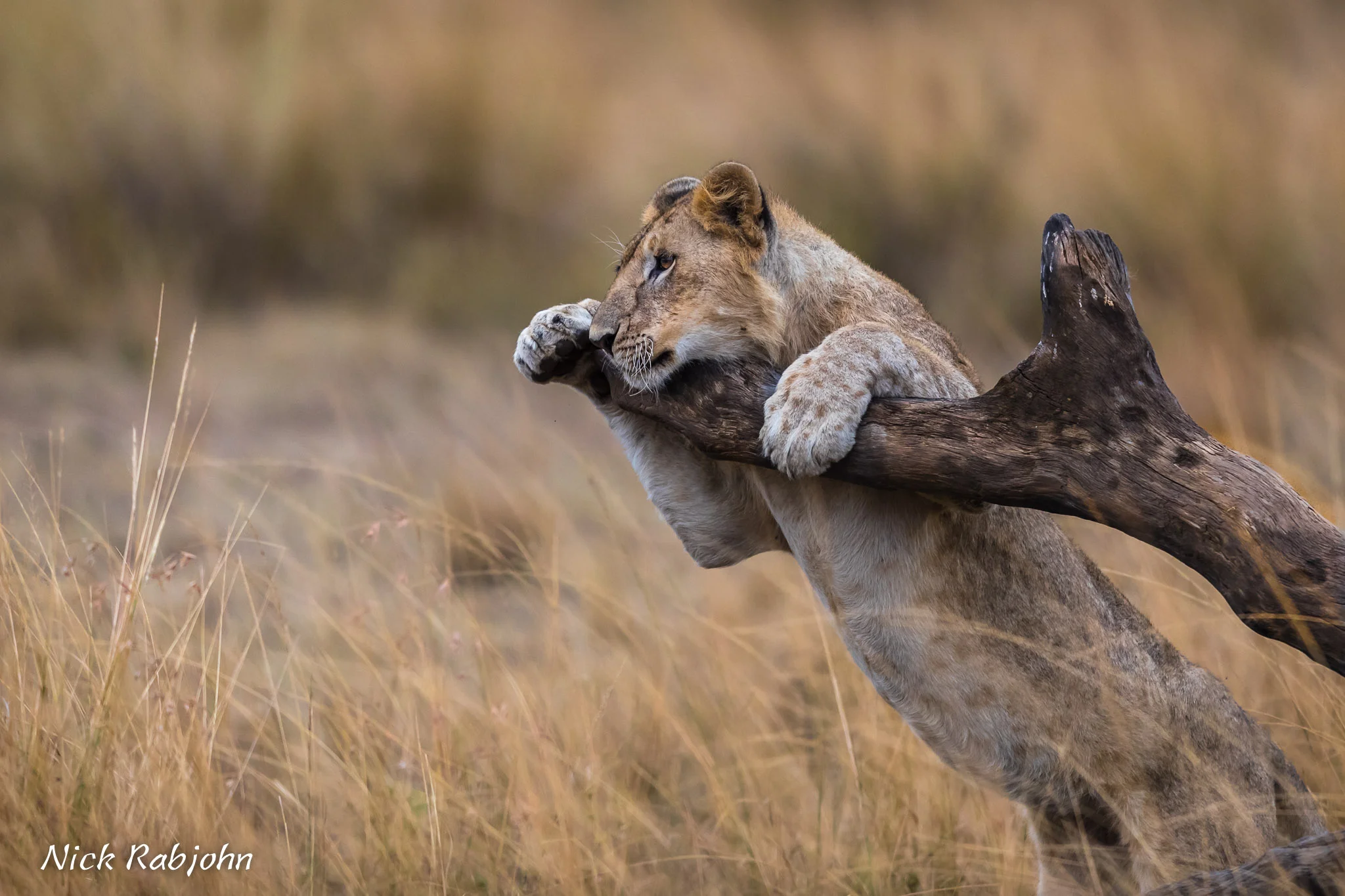 LION - BRANCH2.jpg