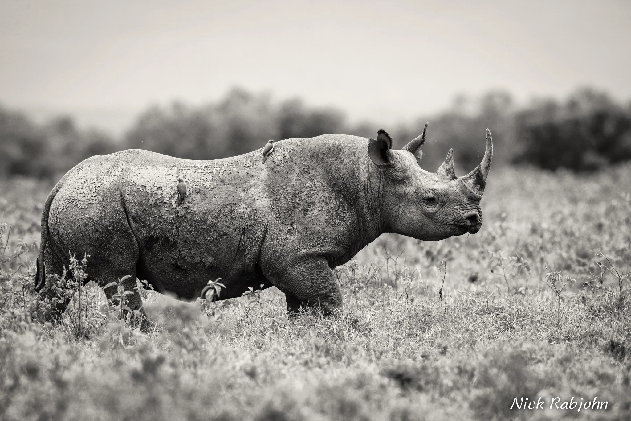 BLACK RHINO - SEPIA.jpg