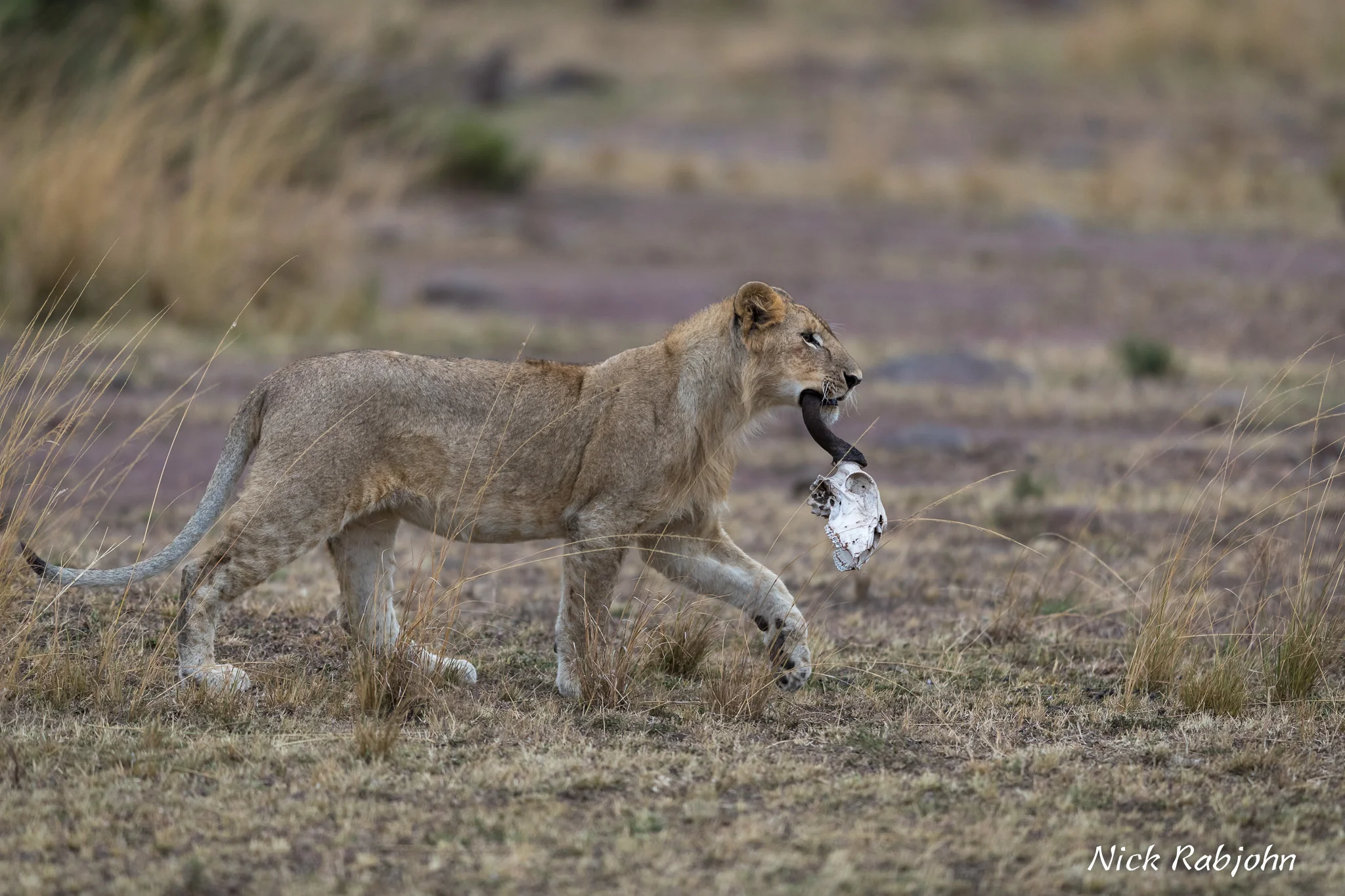 LION - SKULL.jpg