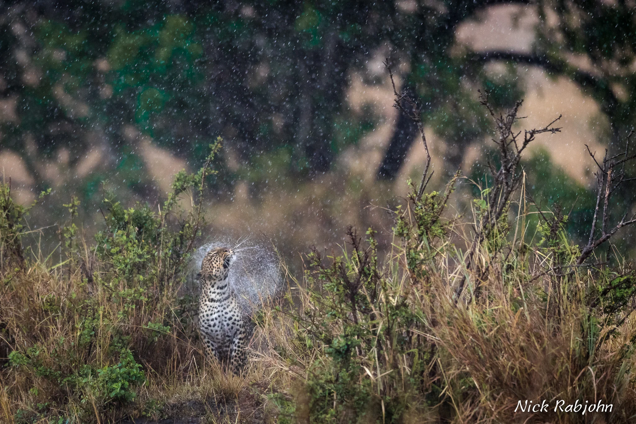 LEOPARD - MARA SHAKE.jpg