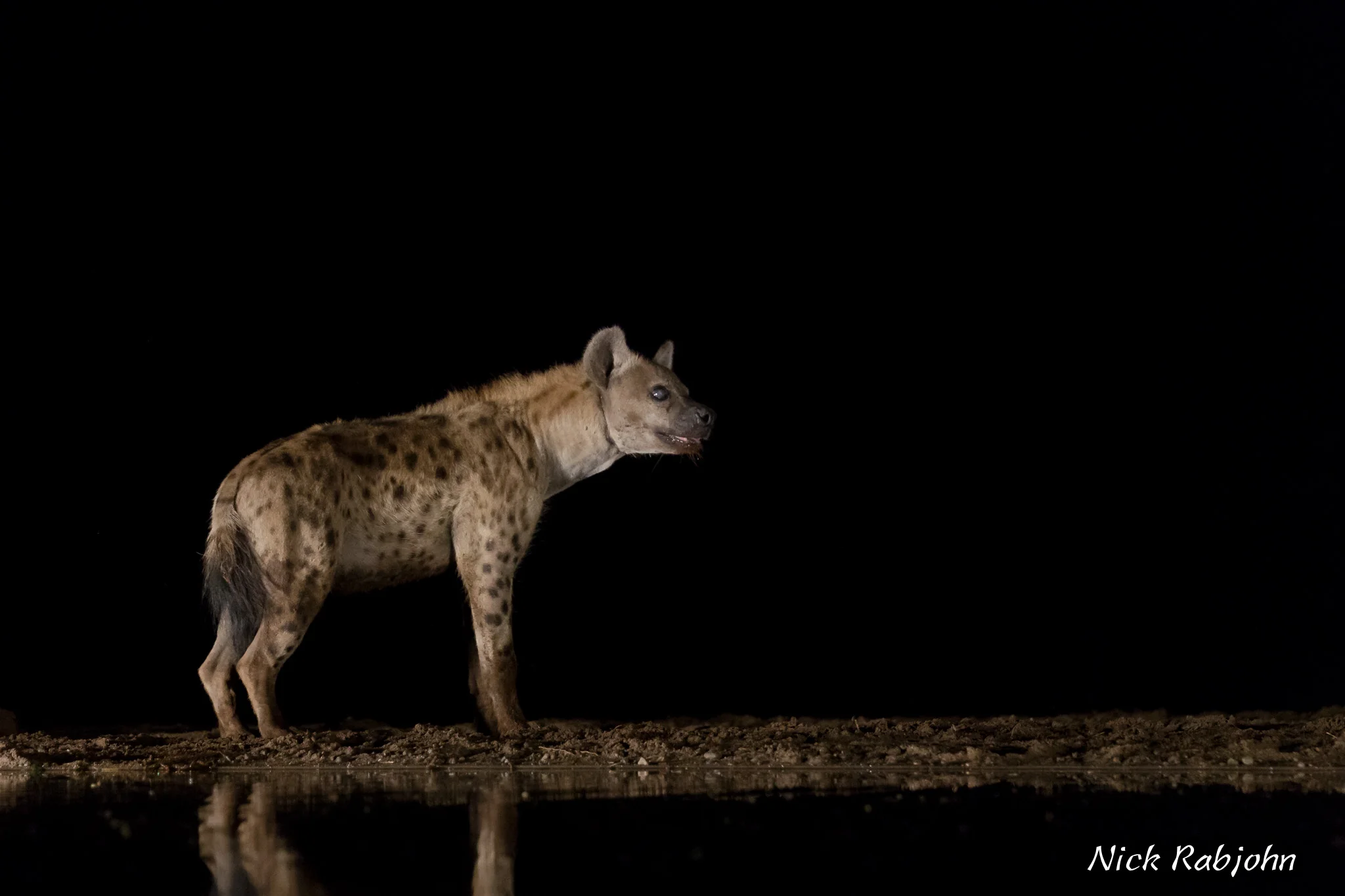 HYAENA - BLIND SPOT.jpg