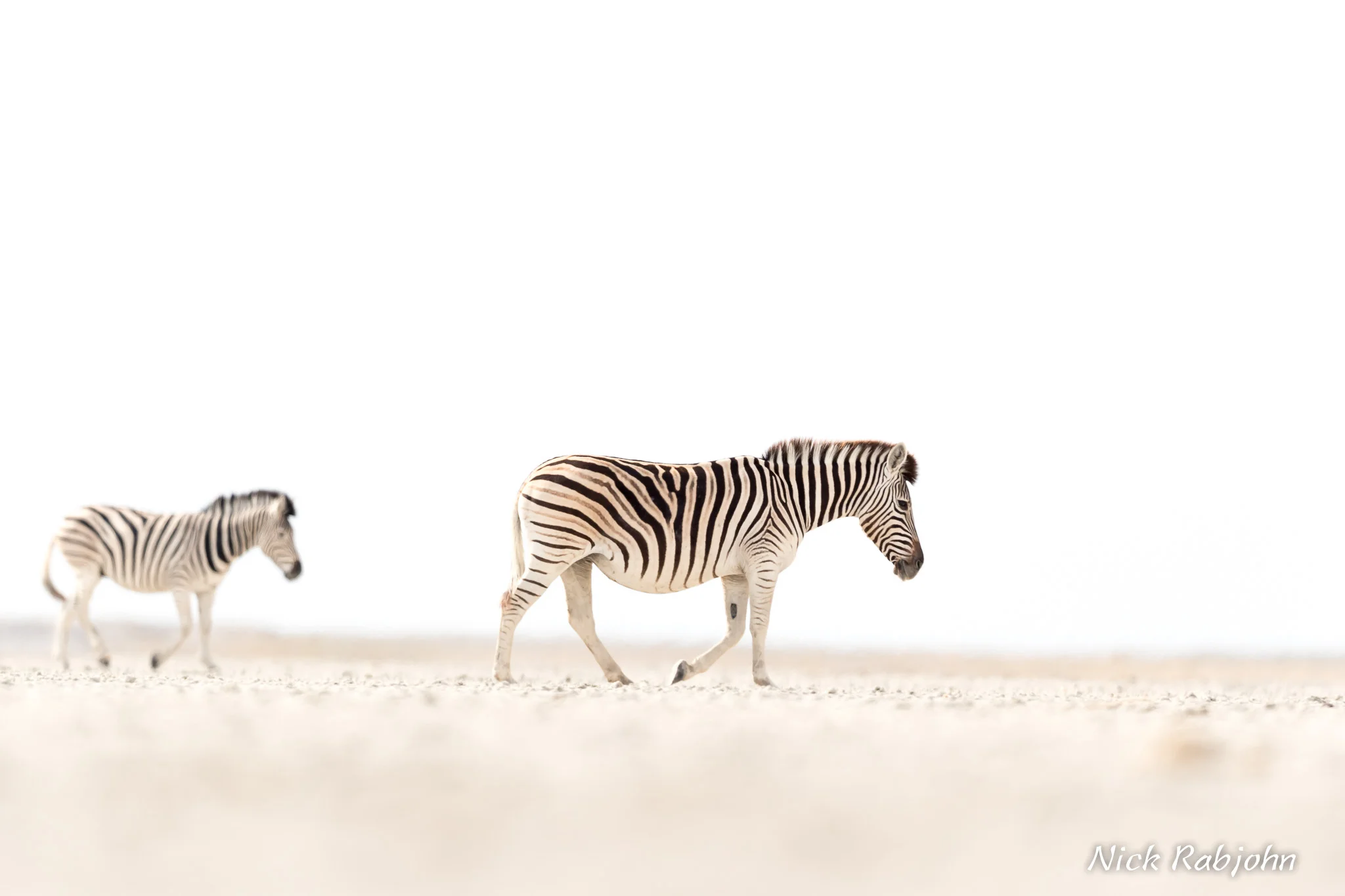 ZEBRA - PAN.jpg