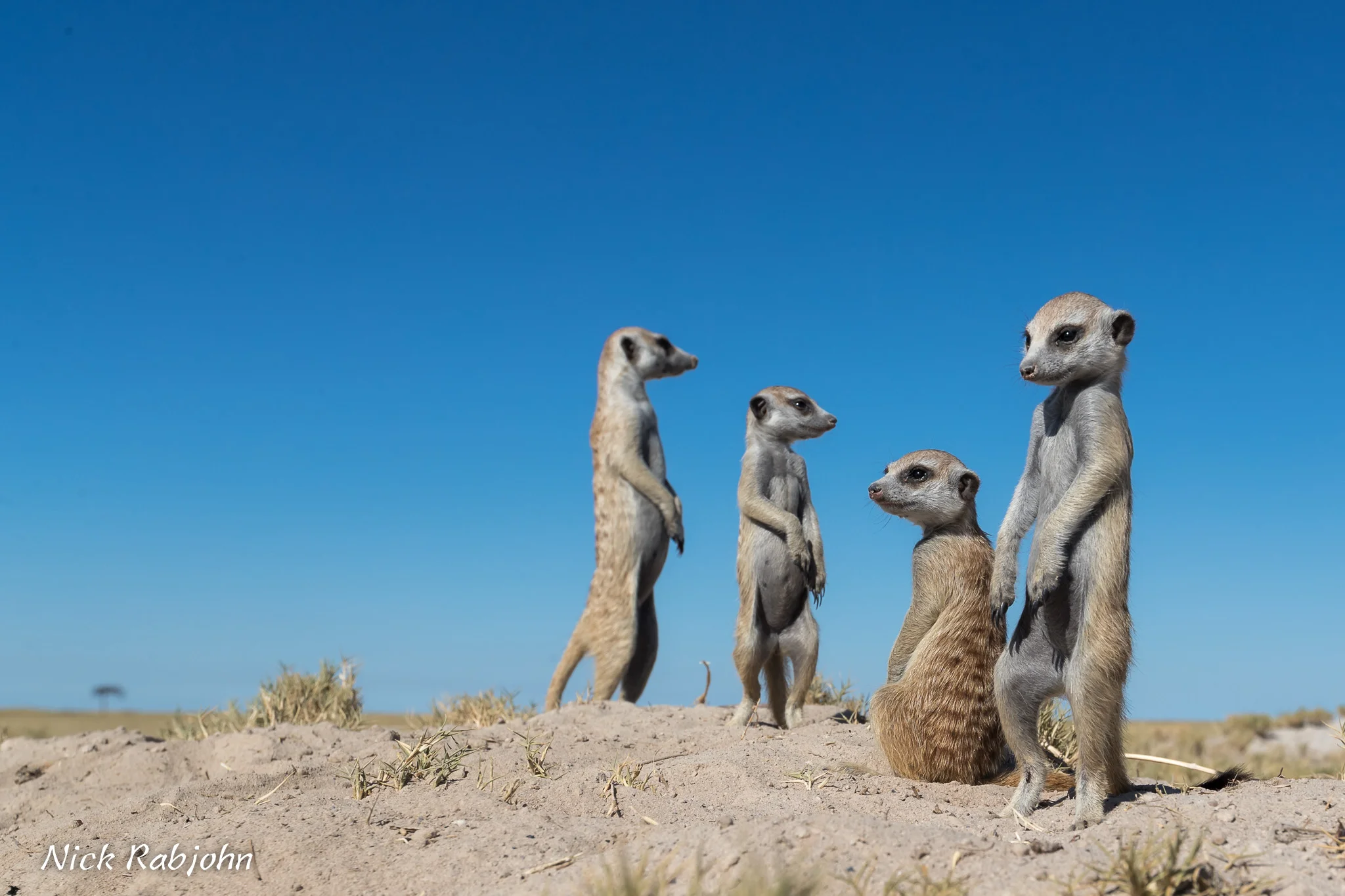 MEERKAT - CHILL.jpg