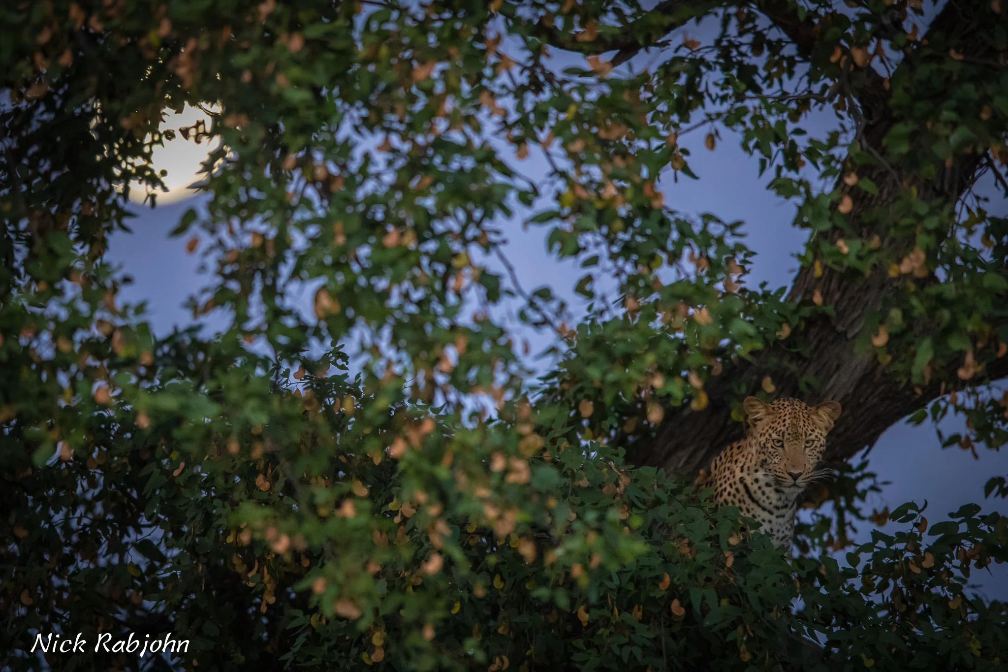 LEOPARD - MOON.jpg