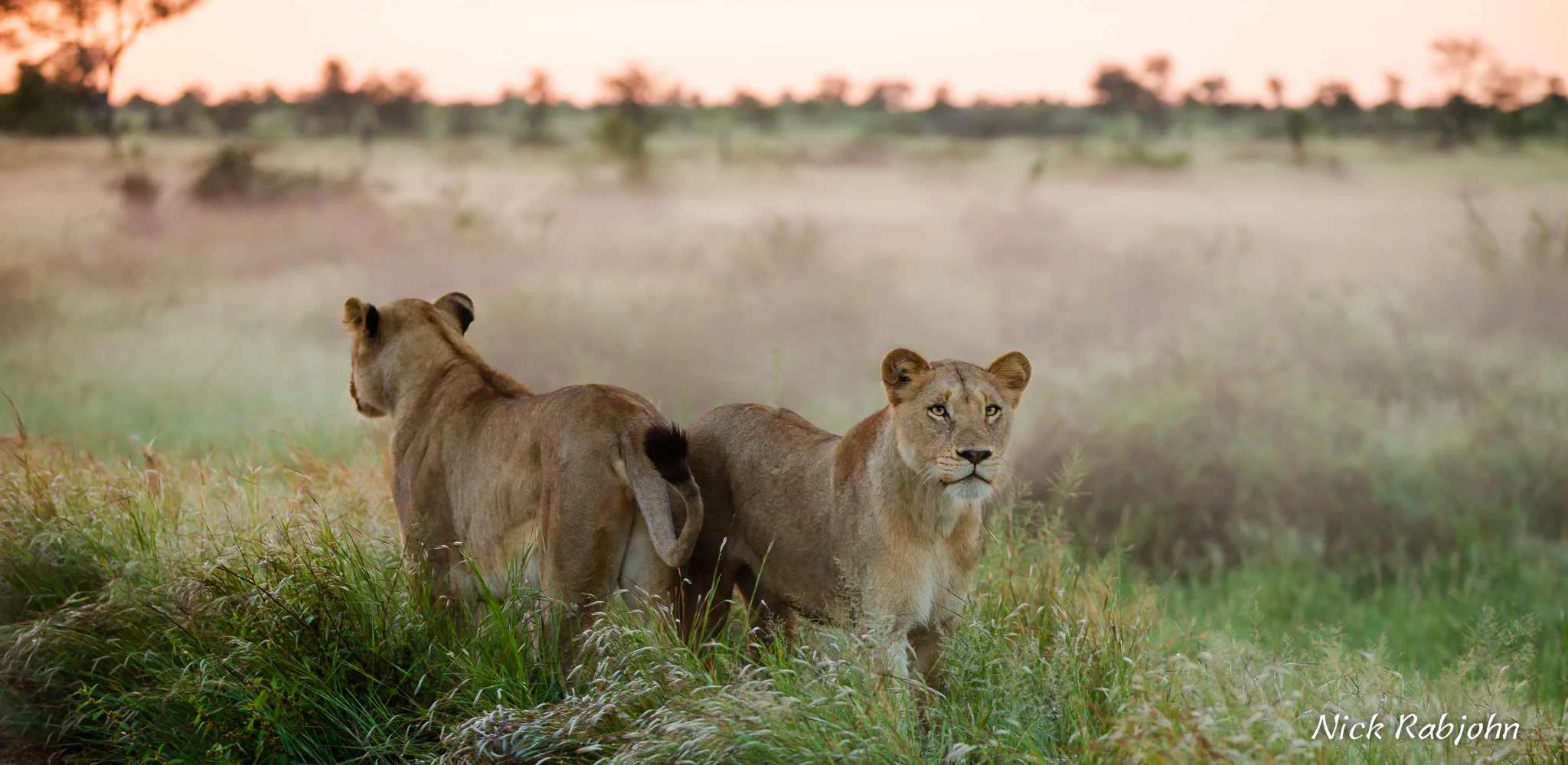LION - TWO HEADS.jpg