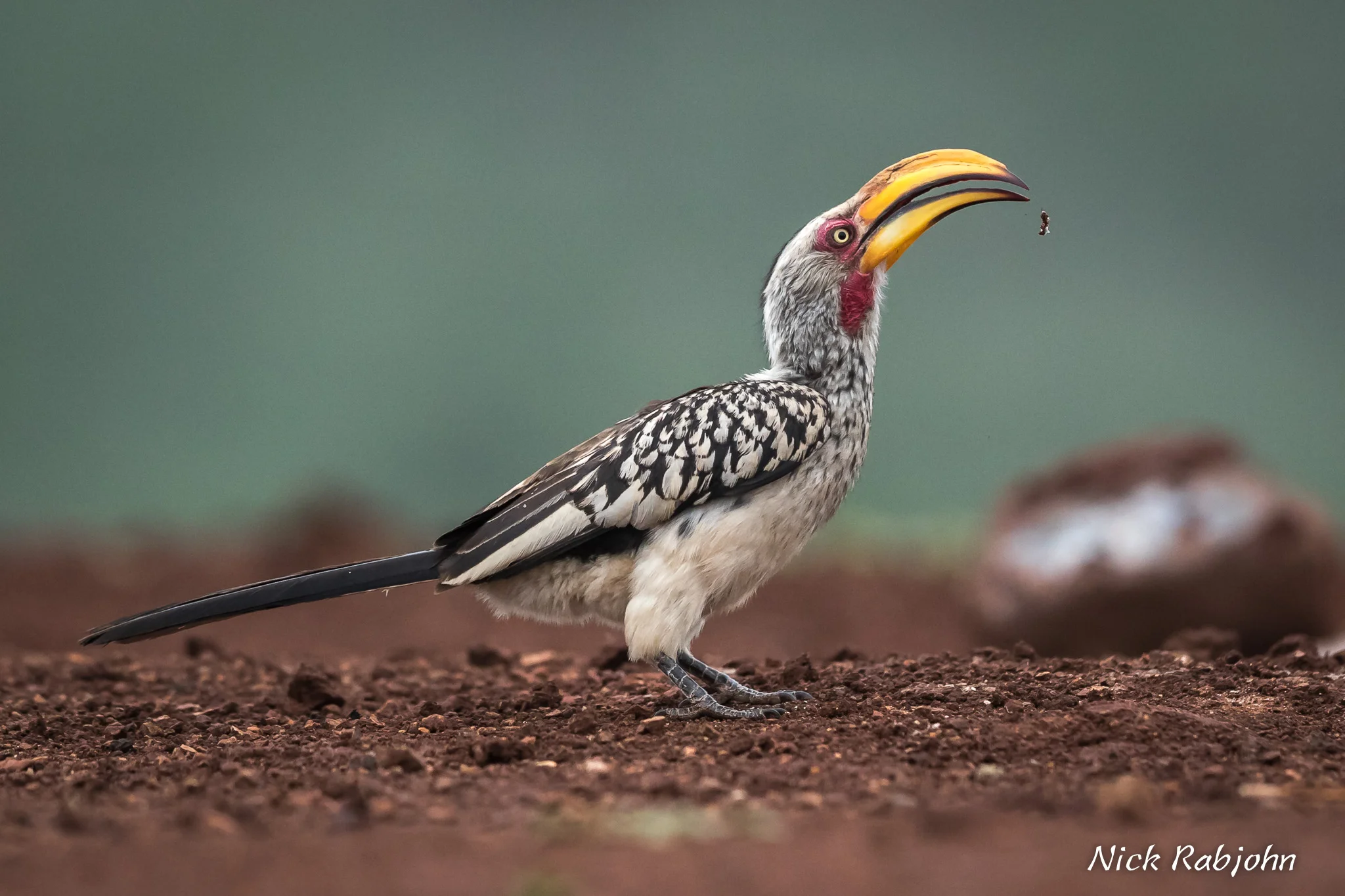 HORNBILL - TOSS.jpg