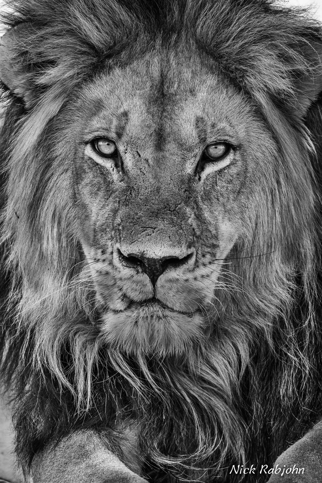LION - UNIONS END.jpg