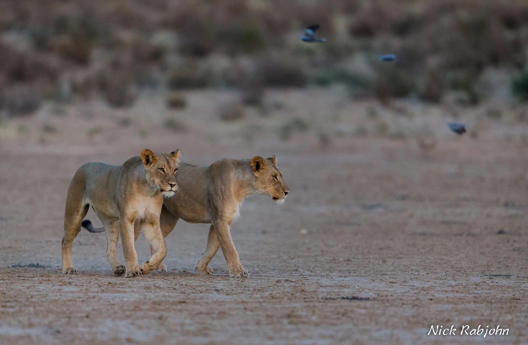 LION - ROOIPUTS WALK.jpg