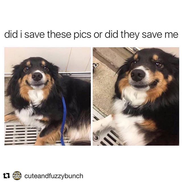 Ok how true is this though 😭🐶💖
・・・
#Repost @cuteandfuzzybunch