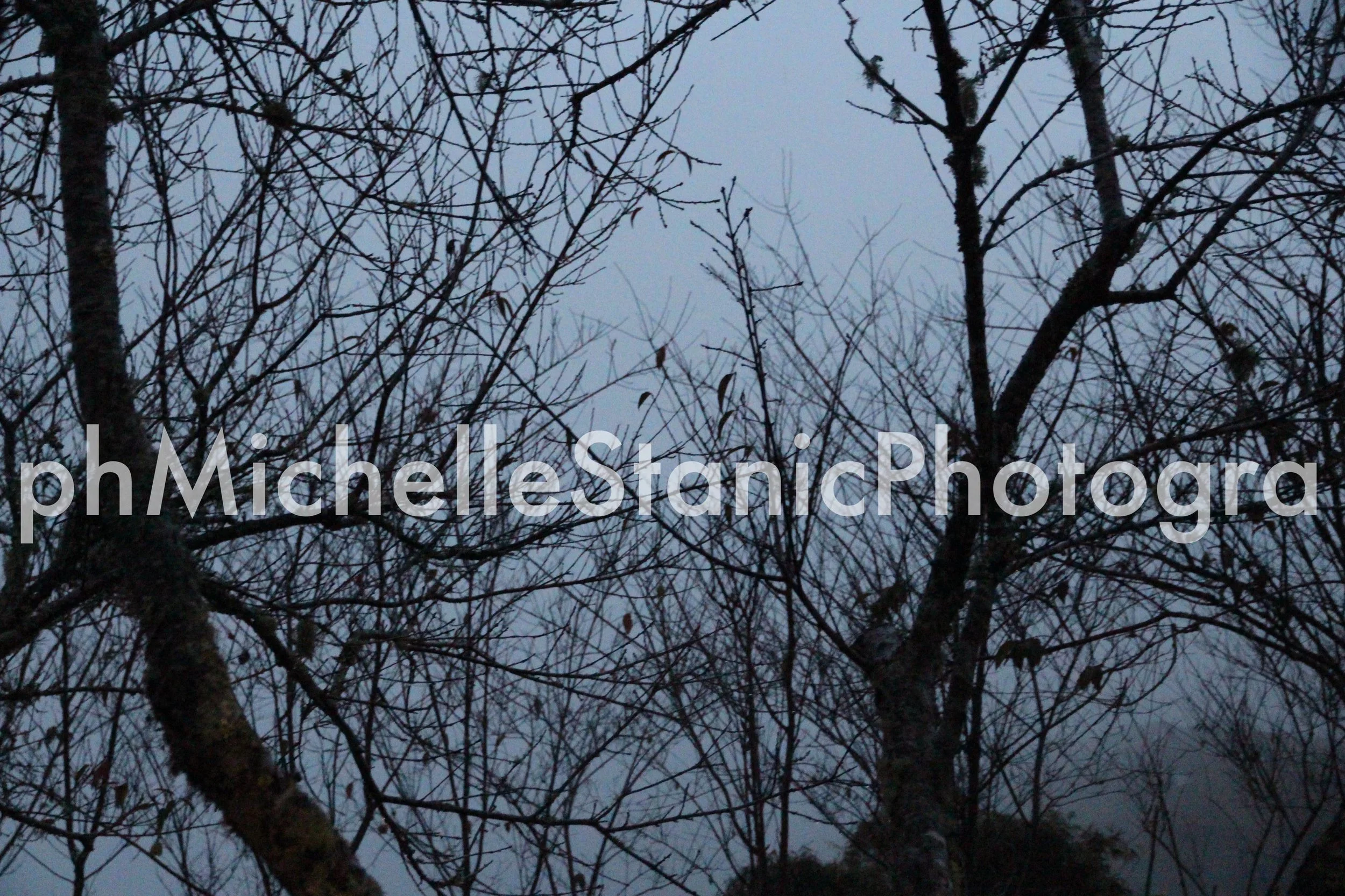 CANOPY IMG_6684NCWM.JPG