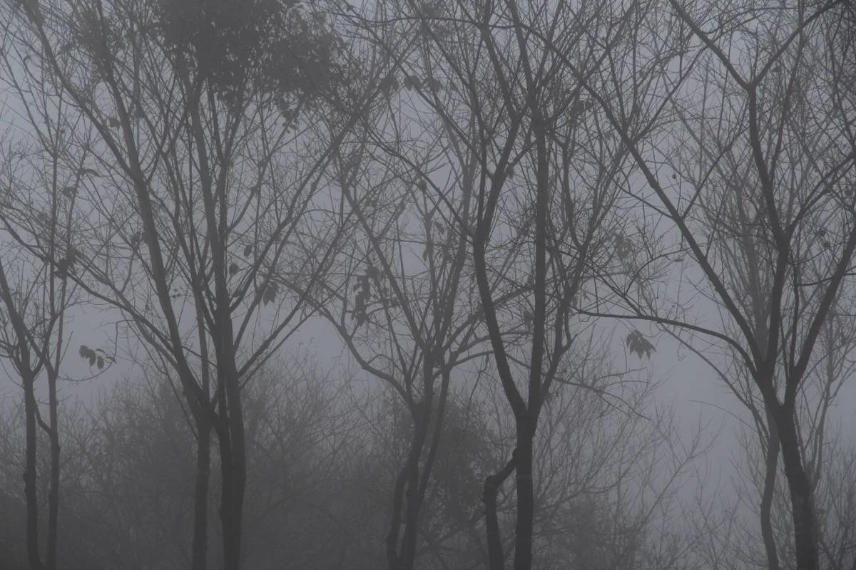 TREES IMG_6916NCTN.JPG