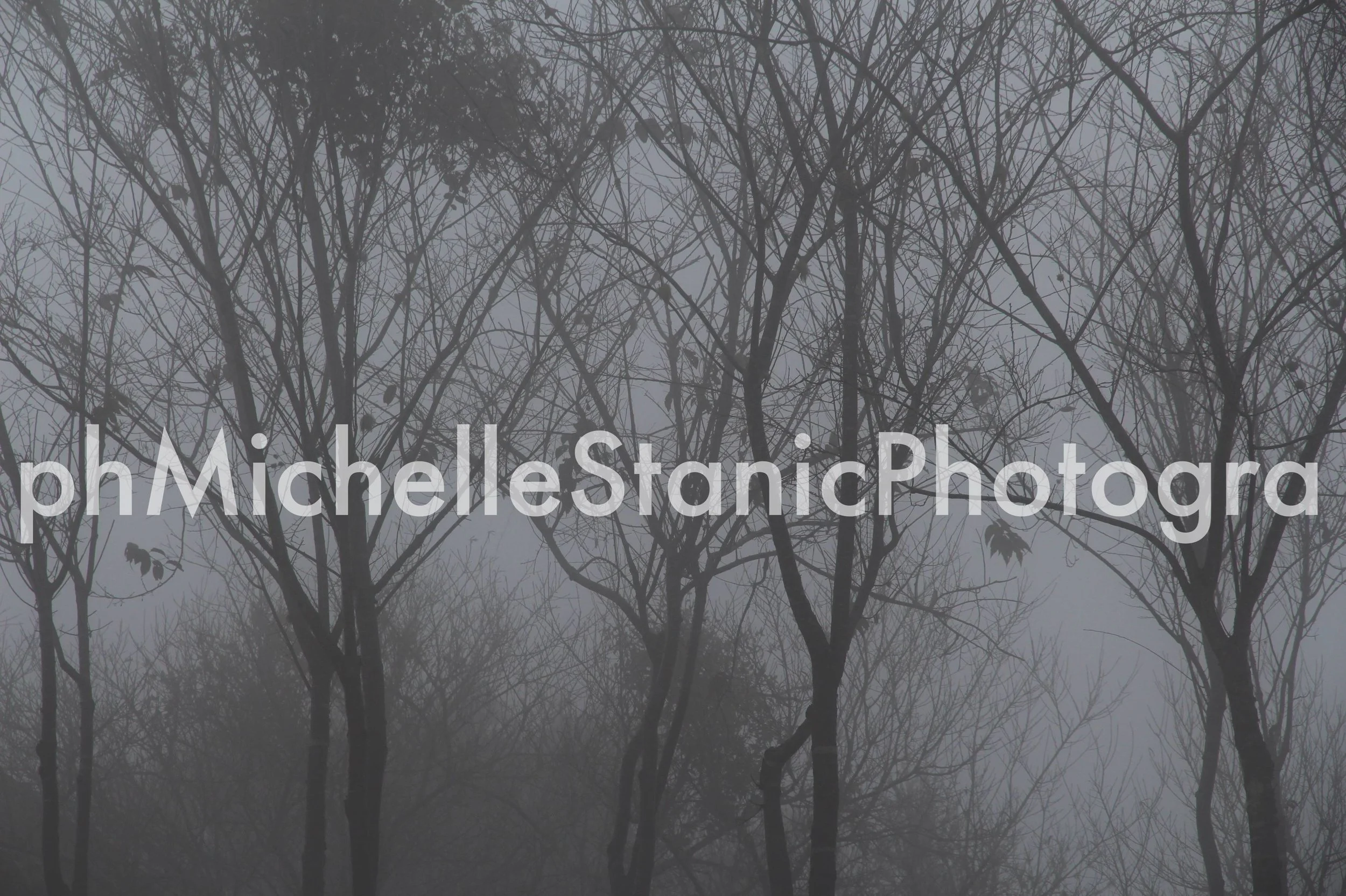 TREES IMG_6916NCWM.JPG