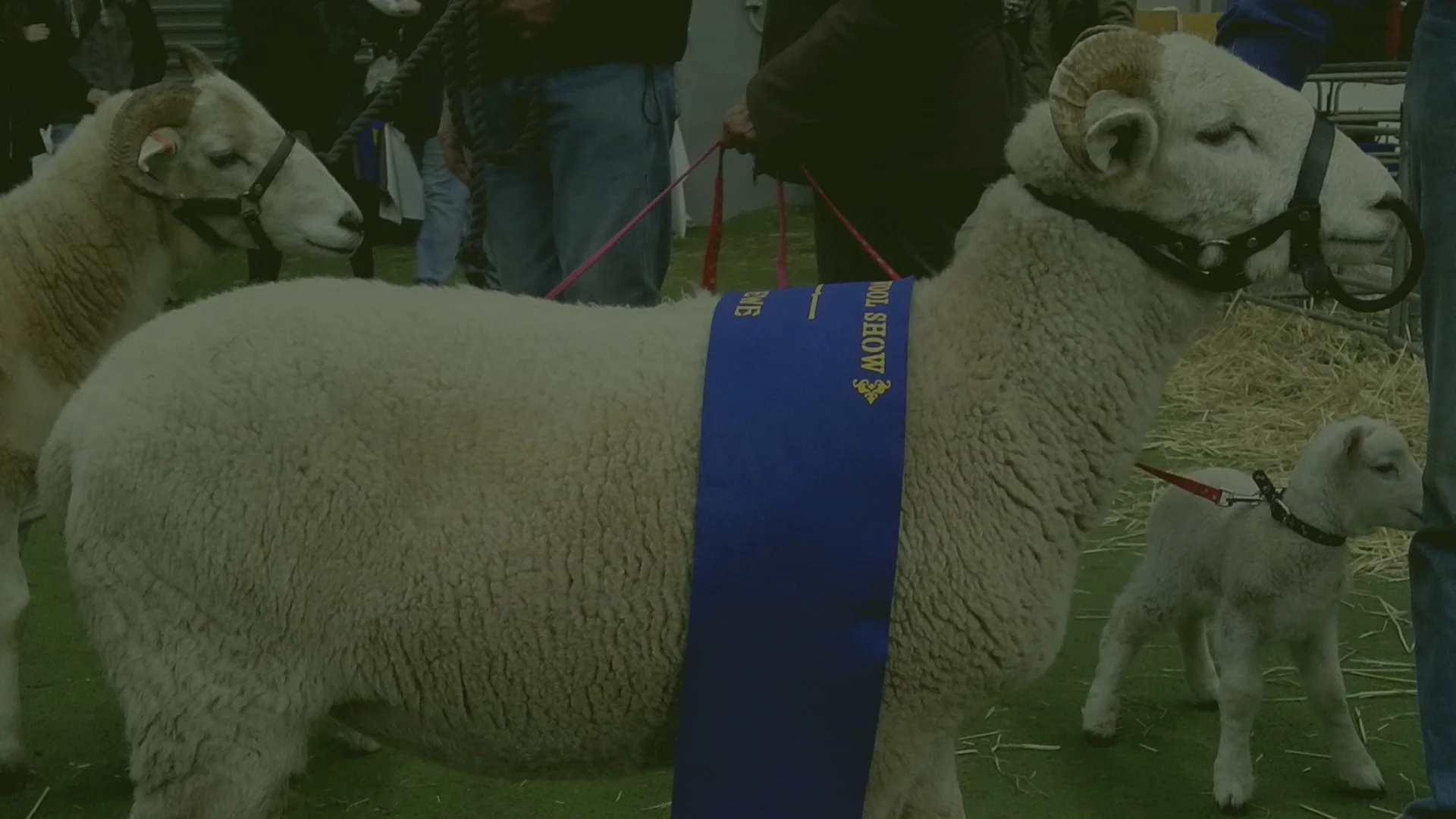 Why Wiltshire? — AWHSA Australian Wiltshire Horn Sheepbreeders