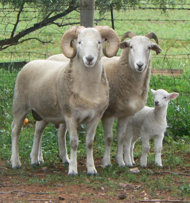 Why Wiltshire? — AWHSA Australian Wiltshire Horn Sheepbreeders