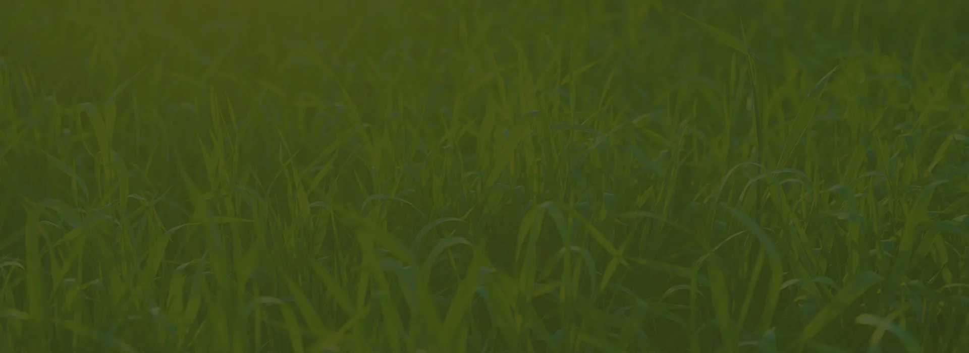 Grass (Dark)-min.jpg