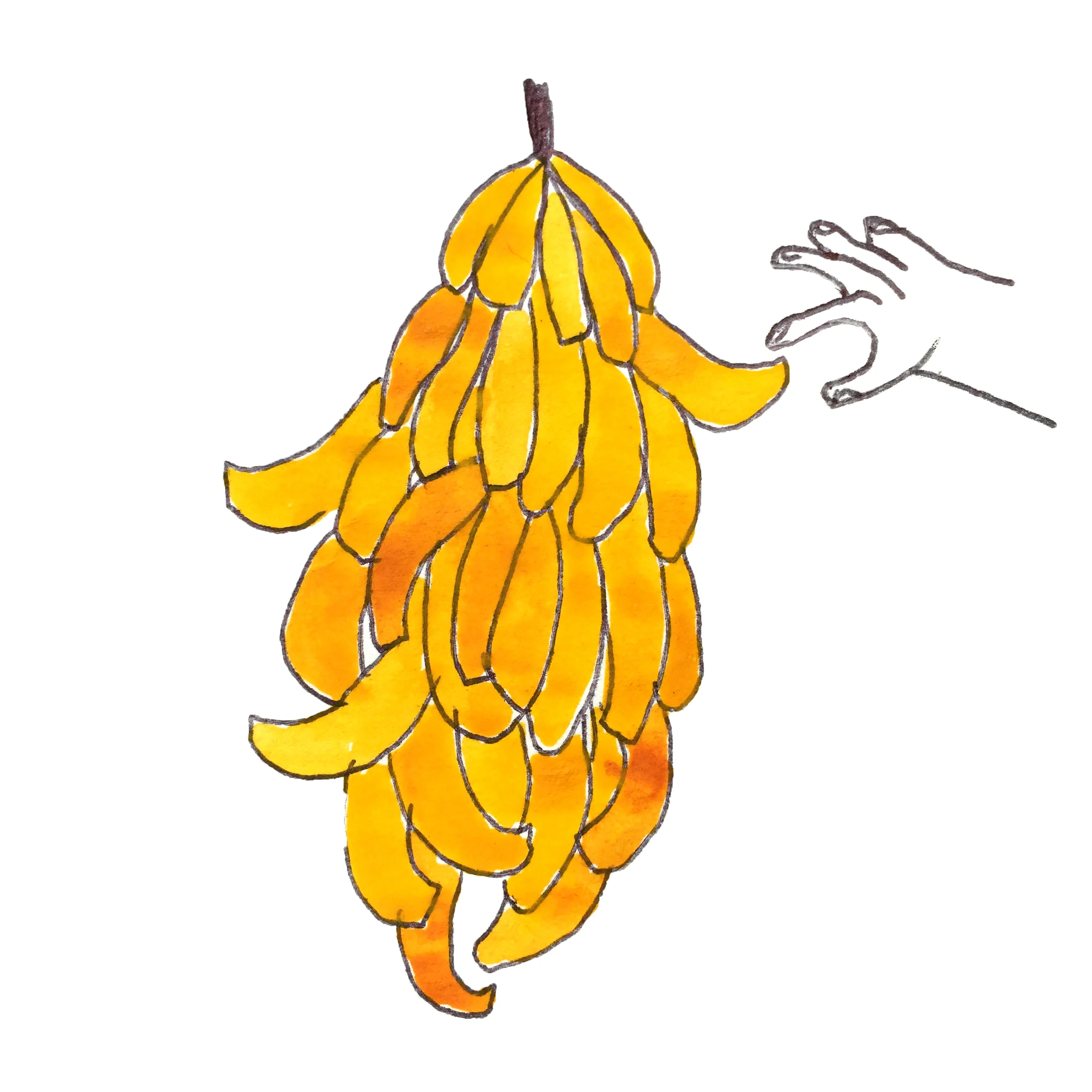 banane draw.jpg